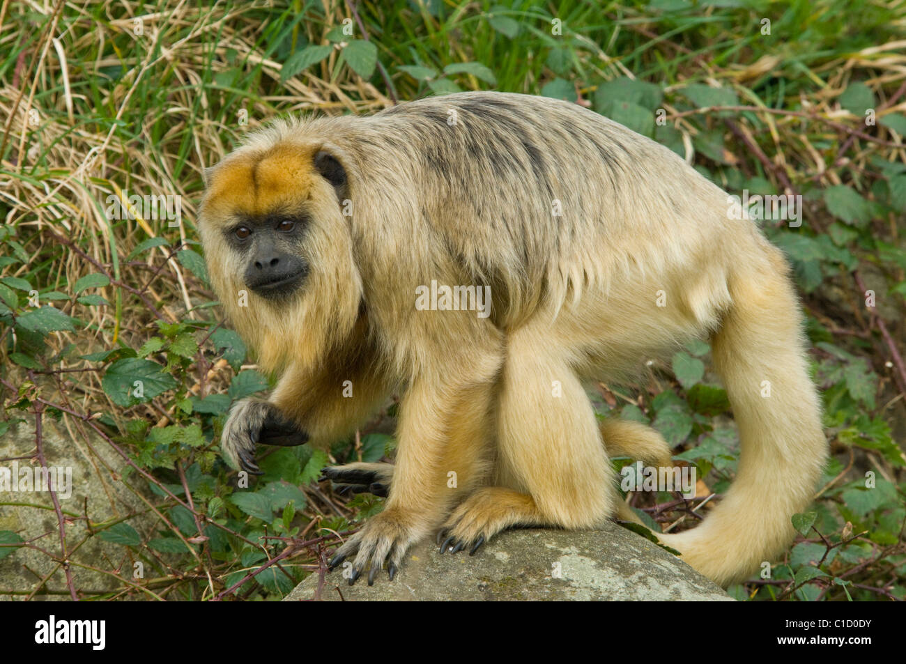 Female Black and Gold Howler Monkey Alouatta curaya Captive Stock Photo