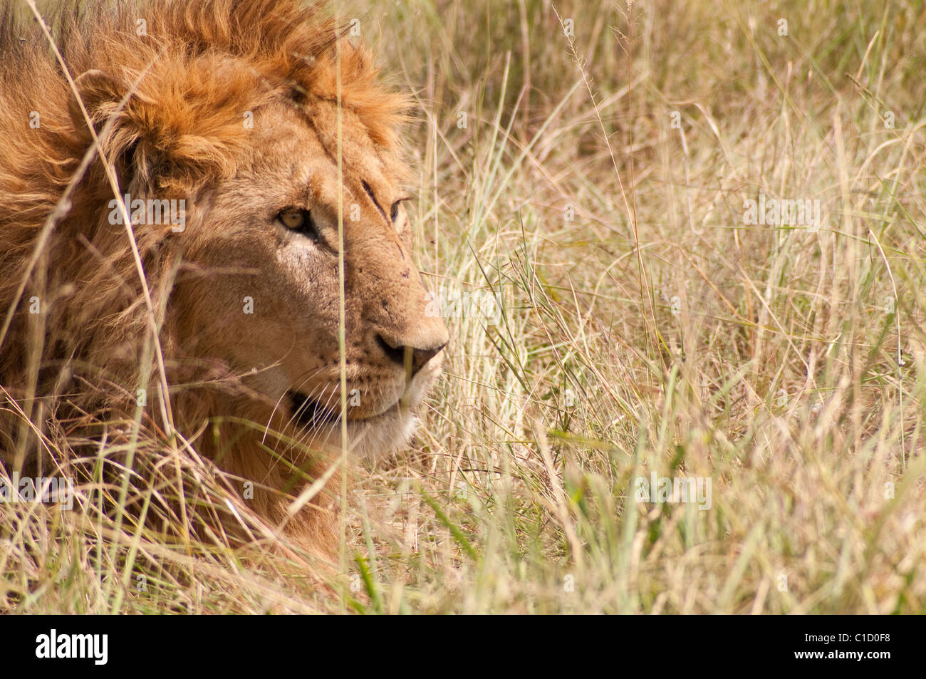 Male lion in the grass Stock Photo