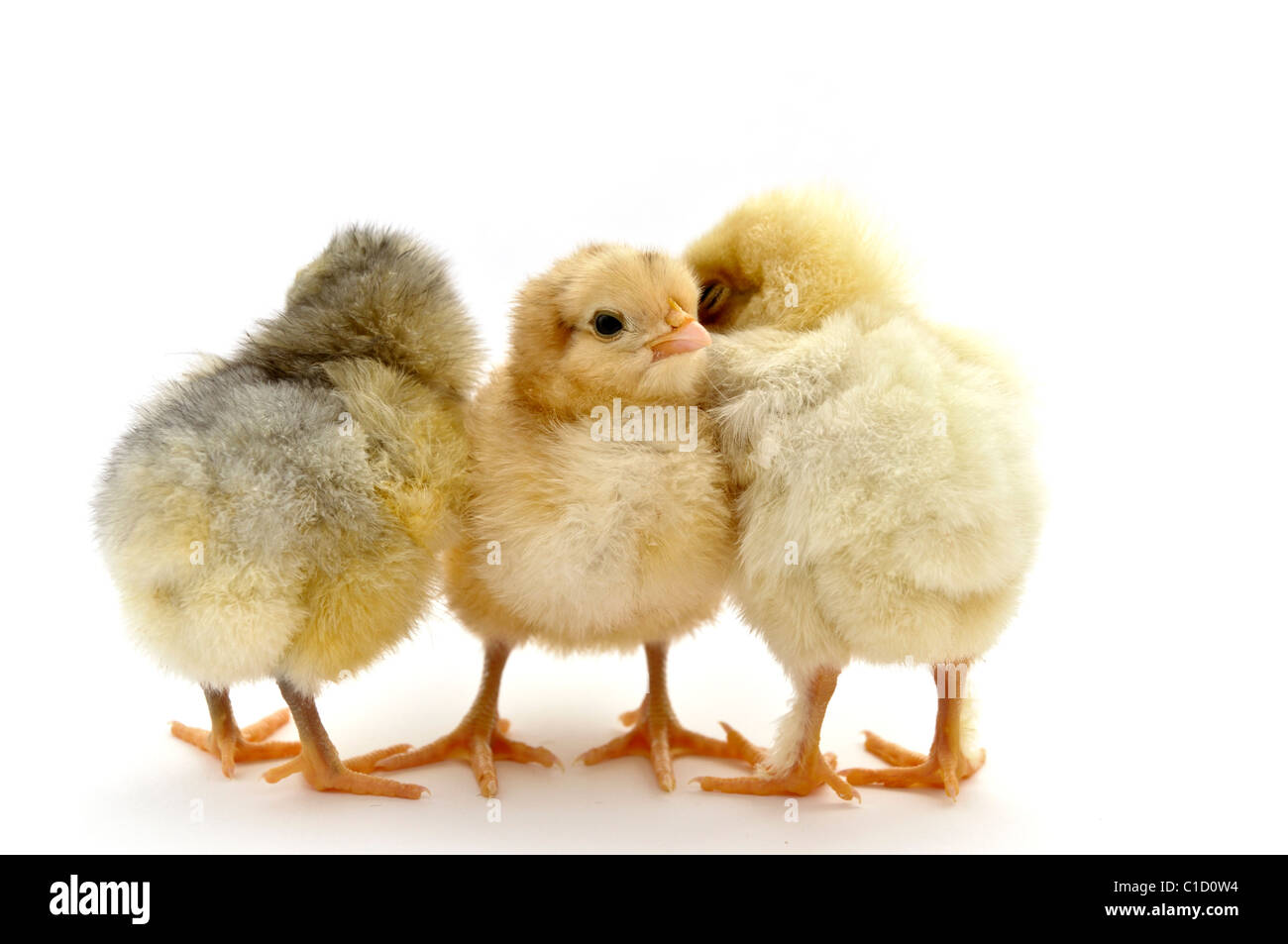 Chicks on white background Stock Photo