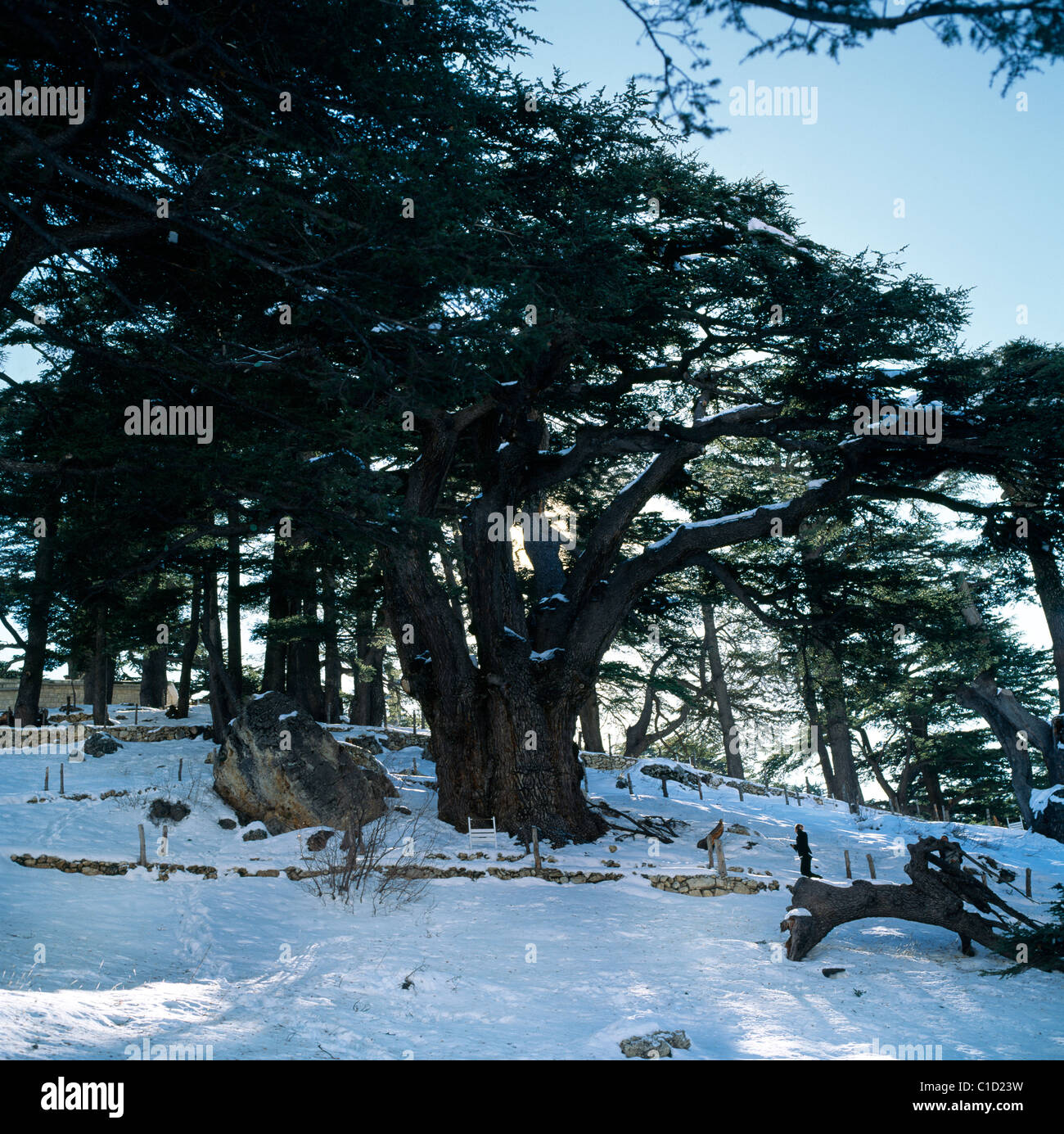 Becharee Lebanon Le Foret De Dieu Oldest Tree 3,000 Yrs Stock Photo