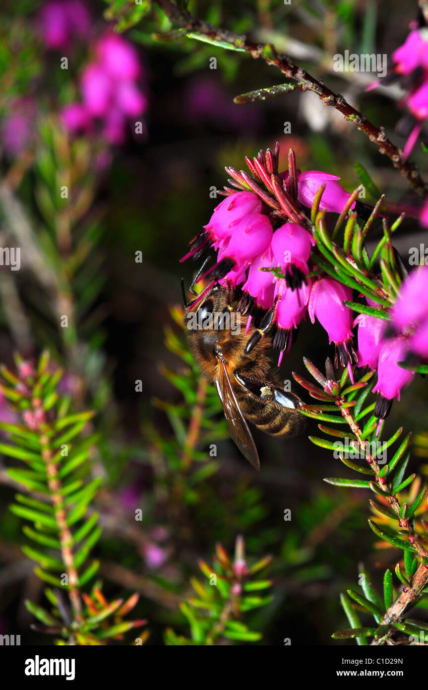 Honey Bee collecting nectar from Heather flowers Stock Photo