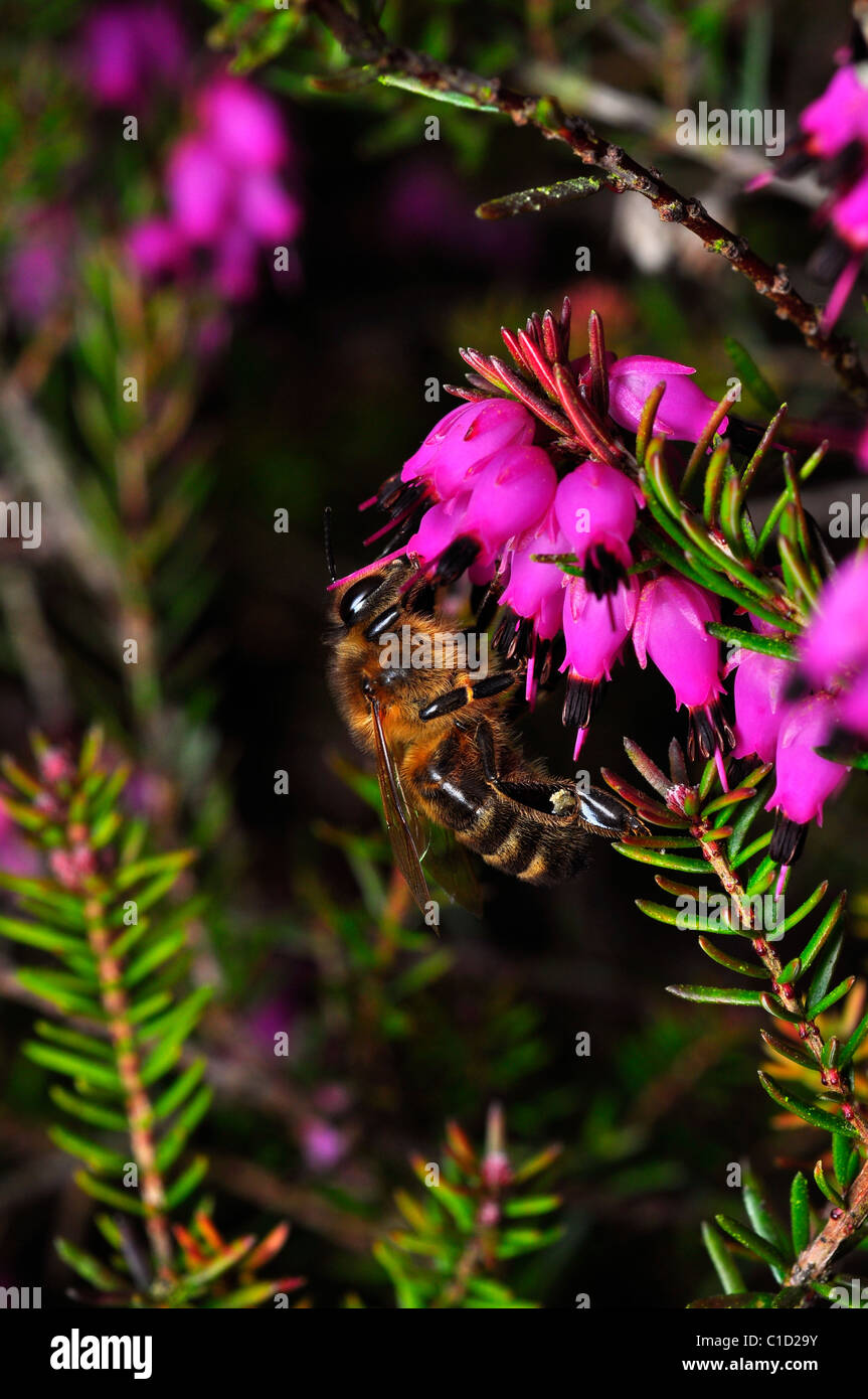 Honey Bee collecting nectar from Heather flowers Stock Photo
