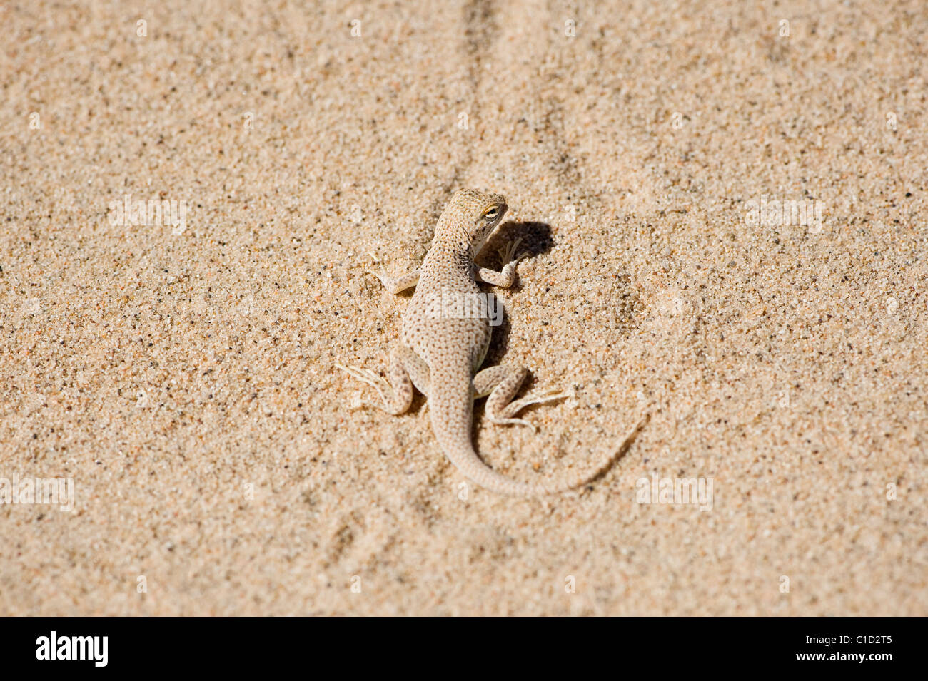 Mojave Fringe-Toed lizard - Uma scoparia, Kelso dunes, Mojave national preserve, California Stock Photo