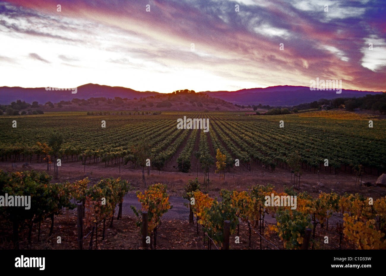Napa, California. Sunset Vineyard near St. Helena in the early fall. Stock Photo