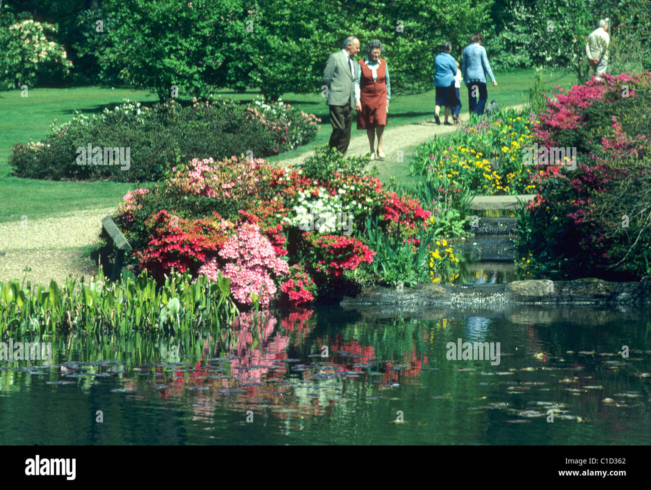 Isabella Plantation, Richmond Park, Surrey England UK flower flowers