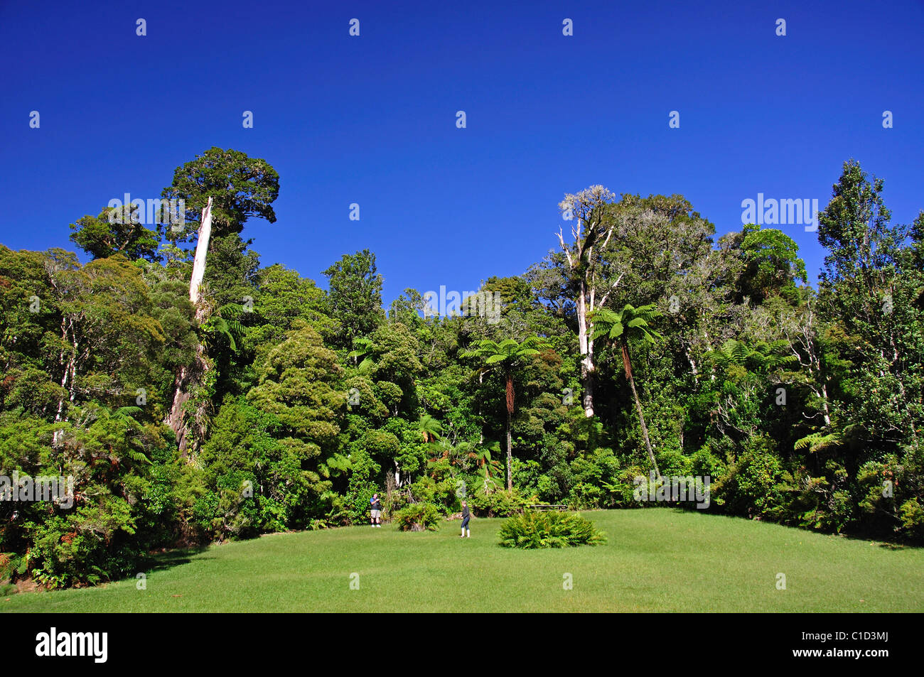 Native bush and Kauri trees, Waipoua Forest, Northland Region, North