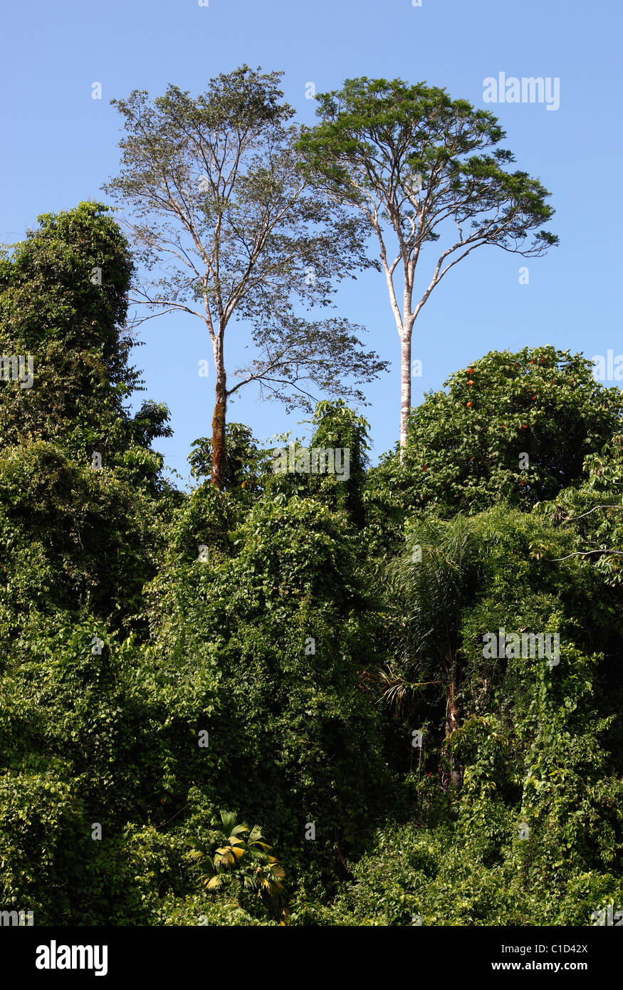 Rain forest tree line Costa Rica Stock Photo