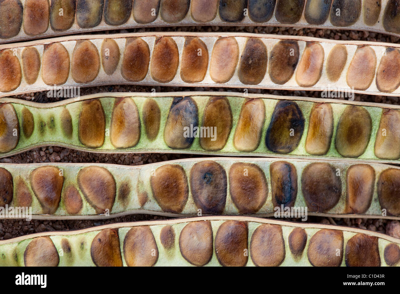 Senna siamea . Kassod tree seed pods. India. Abstract pattern Stock Photo