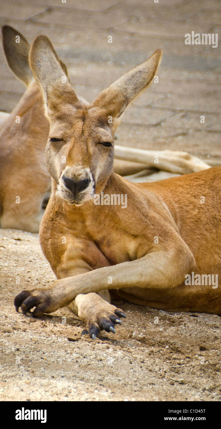 Funny kangaroo hi-res stock photography and images - Alamy Funny kangaroo hi-res stock photography and images - Alamy