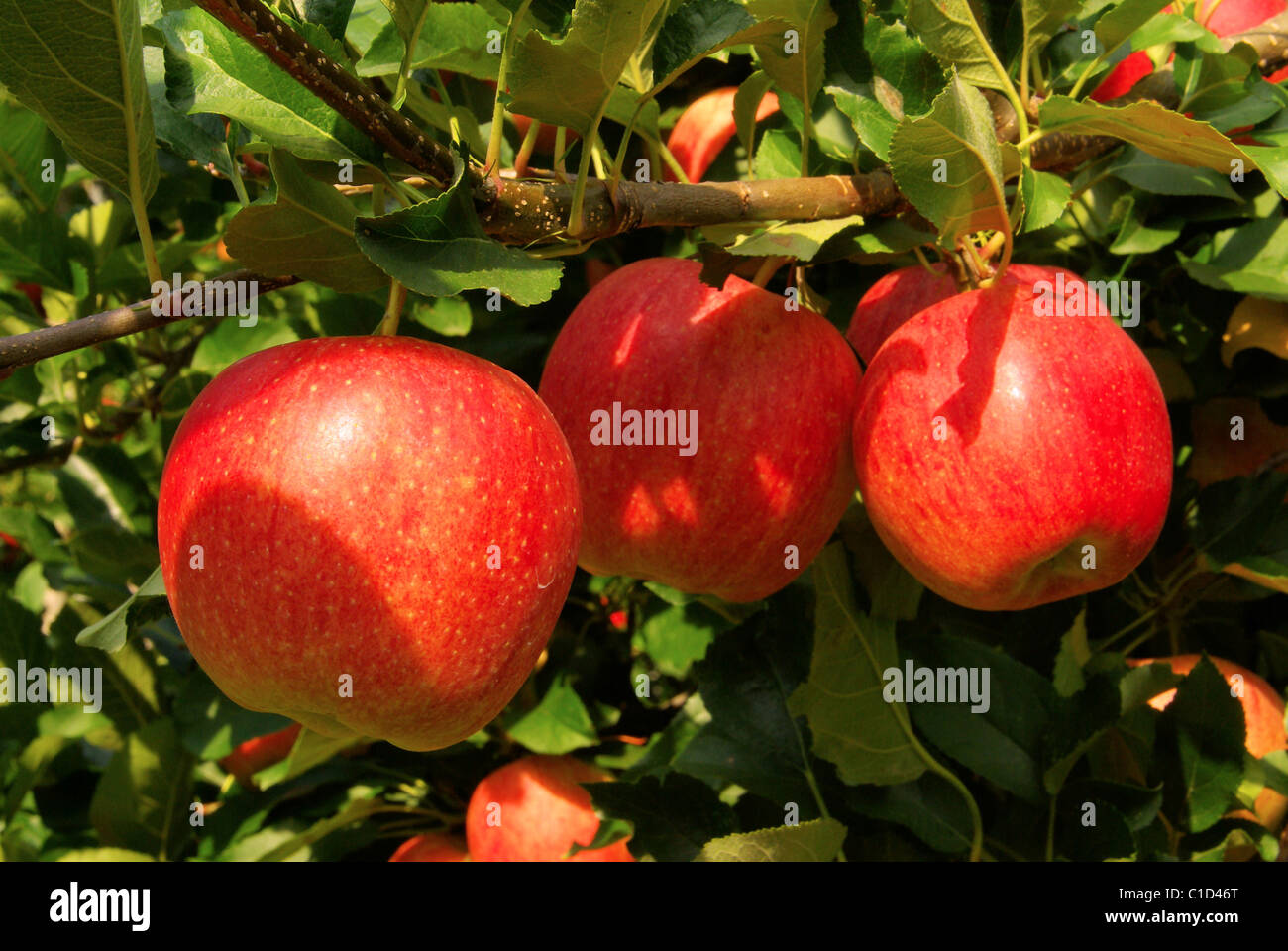 Apfel am Baum - apple on tree 12 Stock Photo