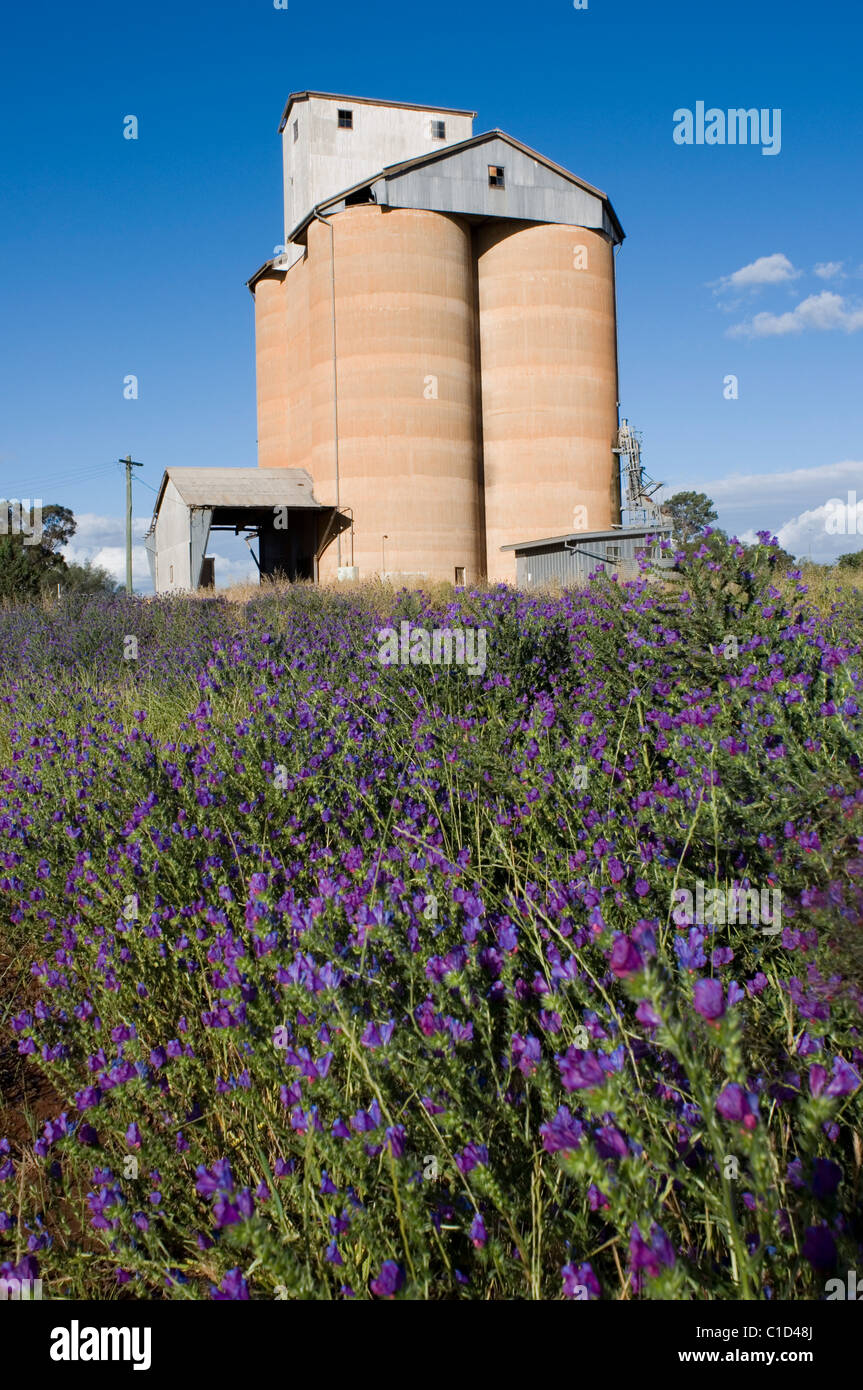 Wheat silo near Narrandera in southern New South Wales Australia Stock Photo