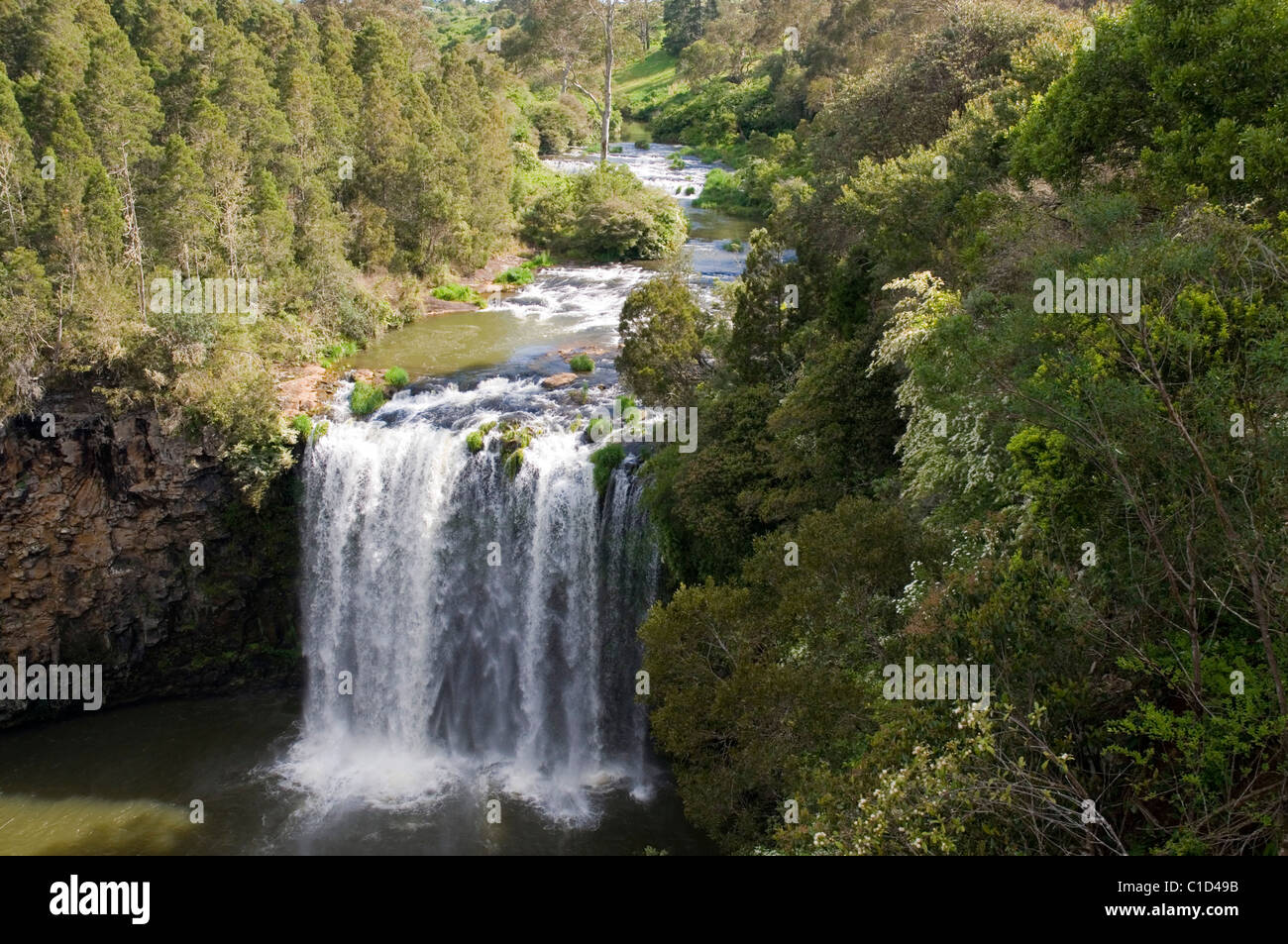 Dangar Falls near Dorrigo, New South Wales in full flood Stock Photo