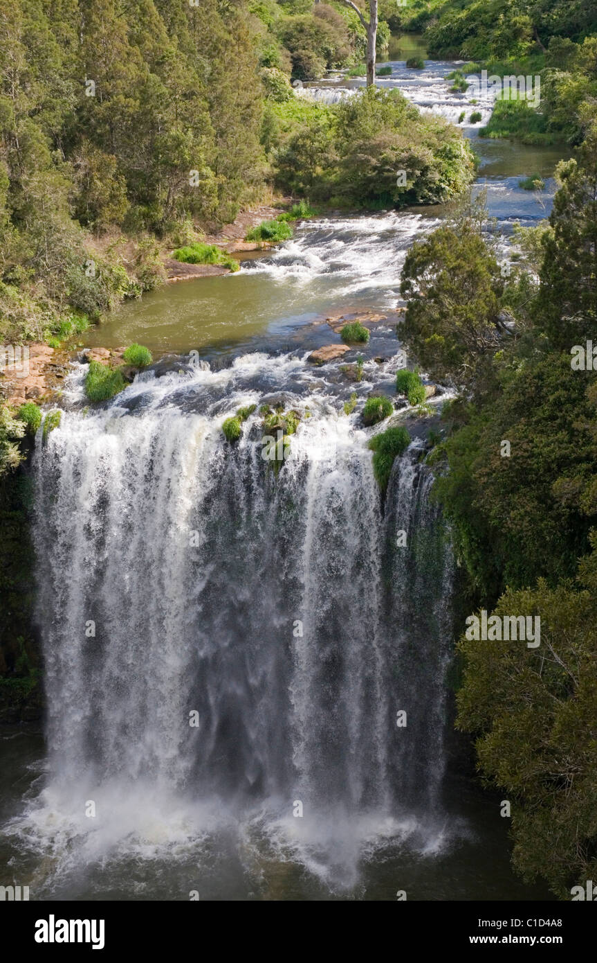 Dangar Falls near Dorrigo, New South Wales in full flood Stock Photo