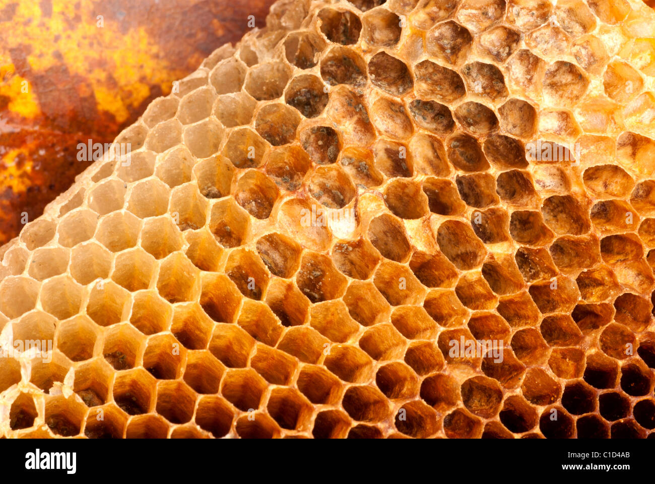 Stingless Honey Bee Hive Stock Photo Alamy