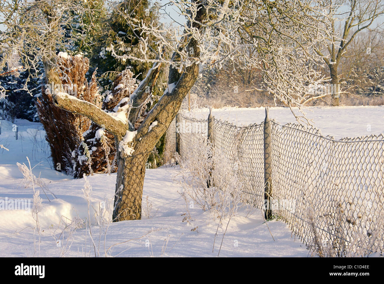 Garten im Winter garden in winter 12 Stock Photo Alamy