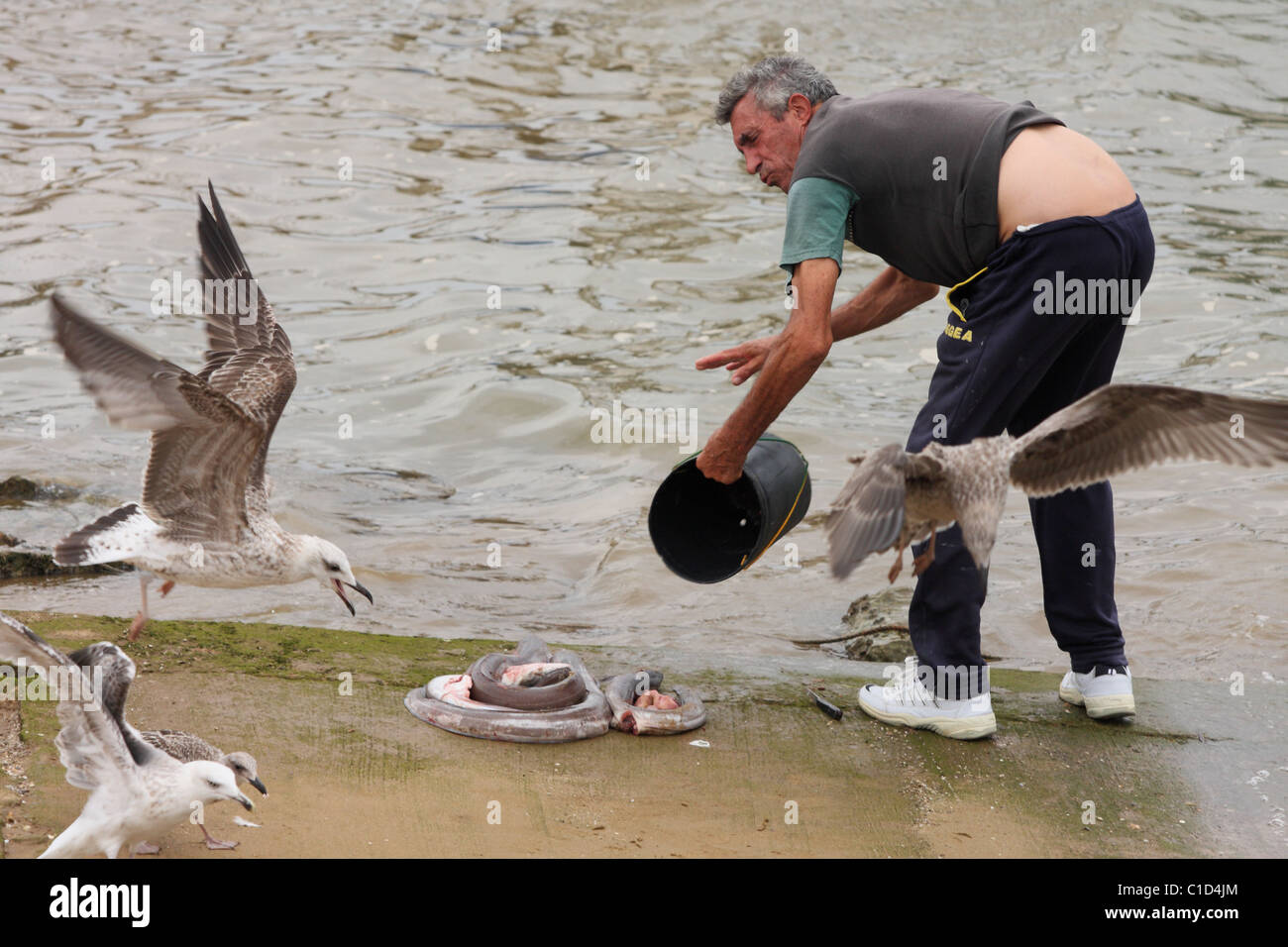 Seagulls trying to steal the fish, which cleans the fisherman on the shore. Alvor, Algarve, PORTUGAL Stock Photo