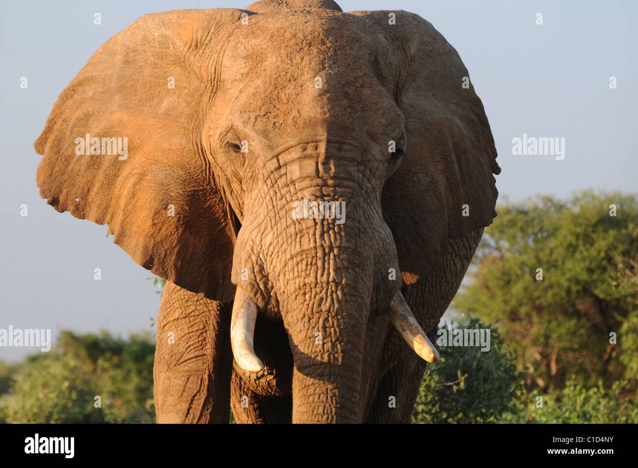 TUSKER ELEPHANT ABOUT TO CHARGE... Stock Photo