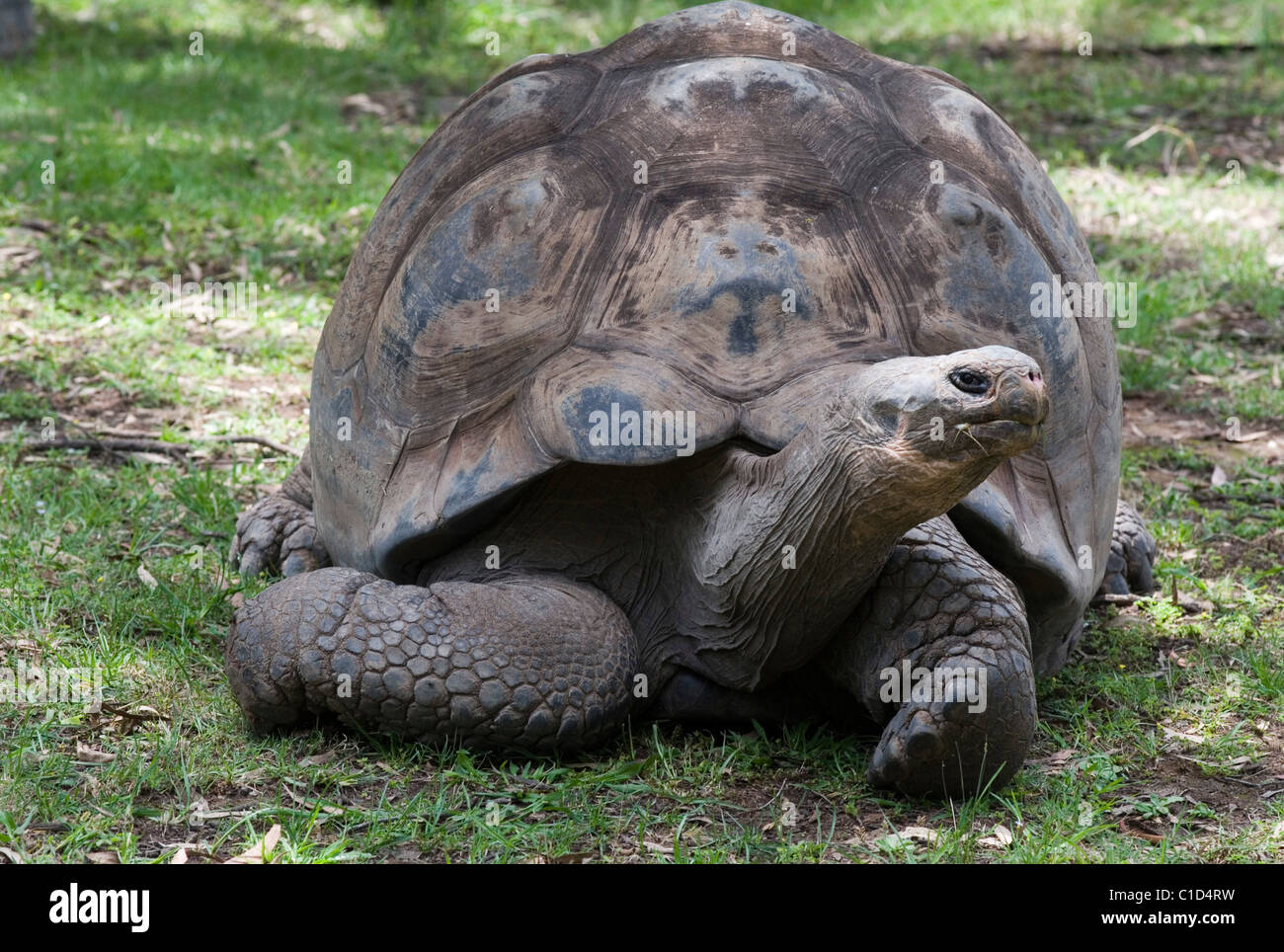 Giant Galapagos Tortoise Chelonoidis nigra  Stock Photo