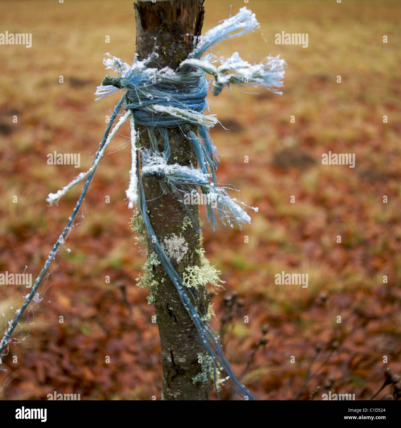 Frayed Rope Tree Frayed ribbon hi-res stock photography and images - Alamy