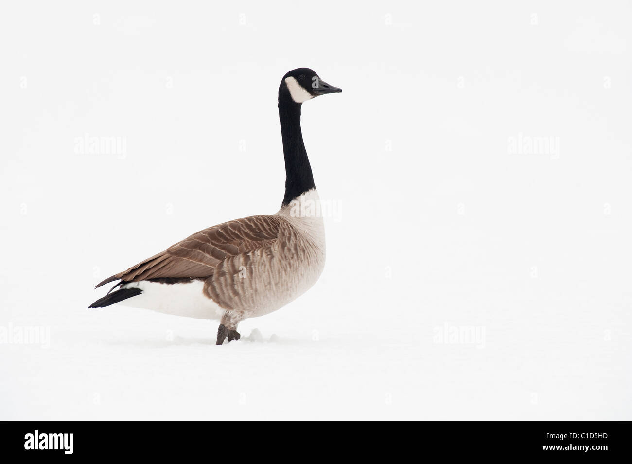 canada goose manchester canada goose manchester