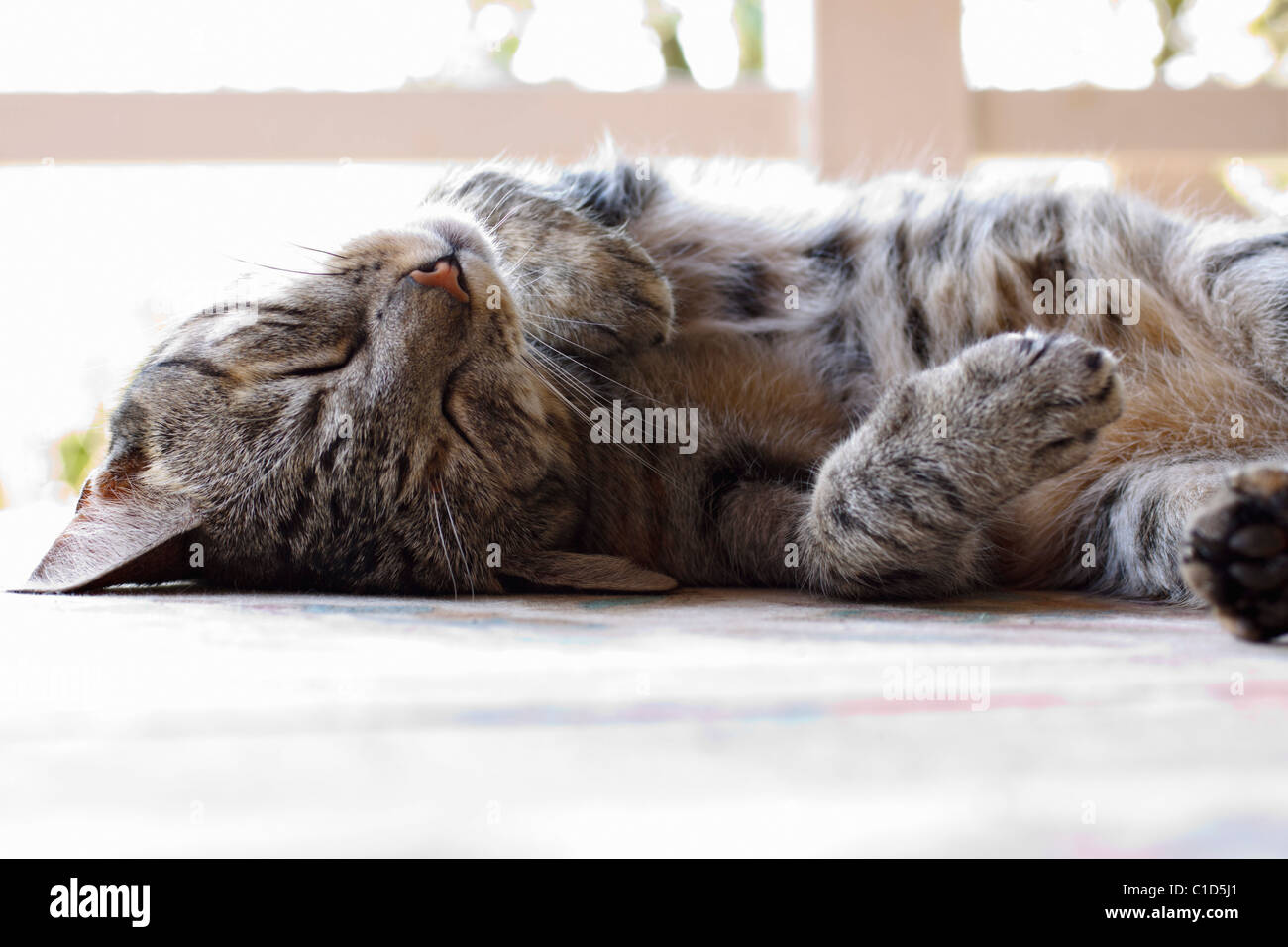 Common mackerel tabby cat asleep on its back. Stock Photo