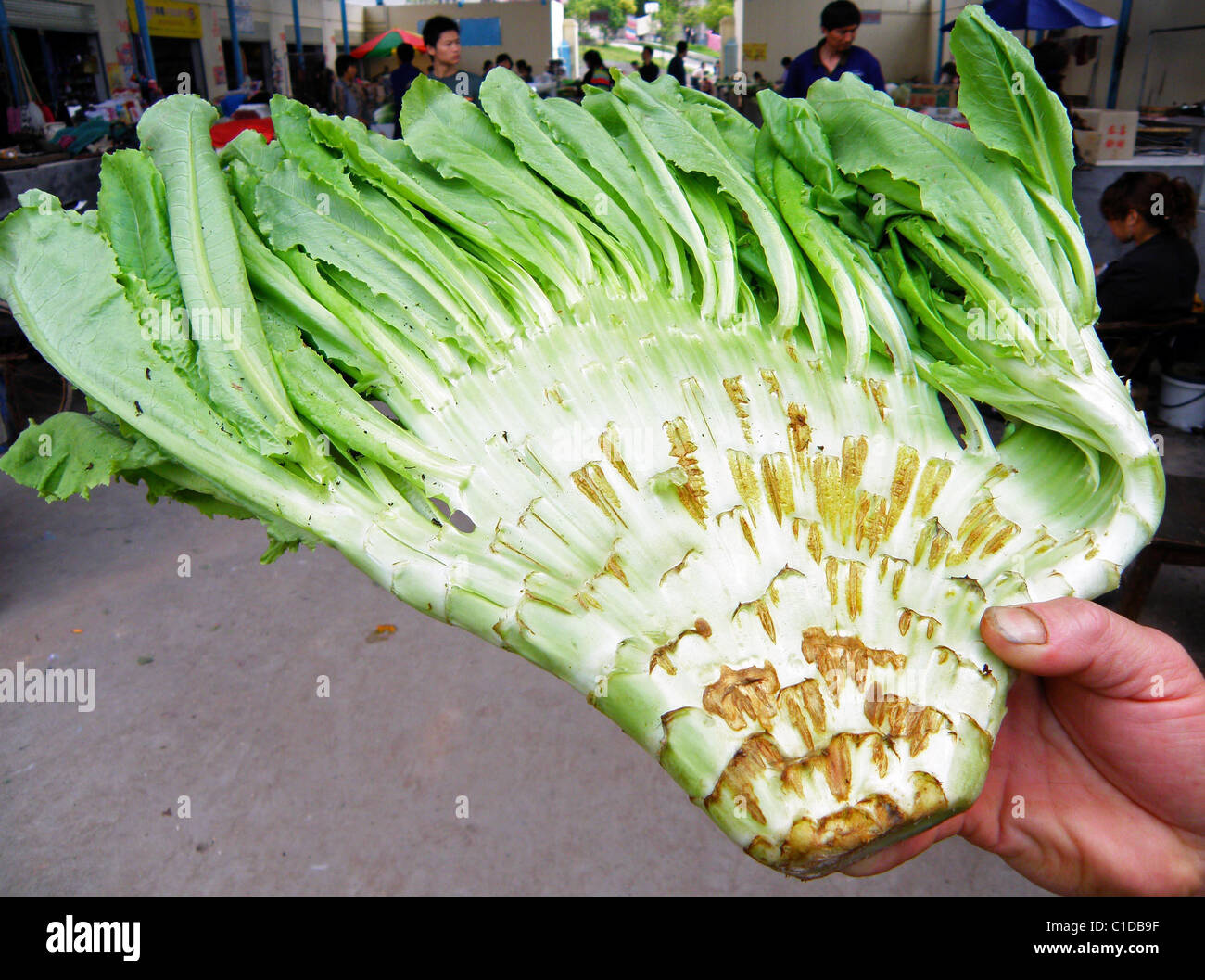 FAN-SHAPED VEG IS SO COOL This green-fingered market trader is a big fan of gardening – he's produced asparagus shaped like a Stock Photo