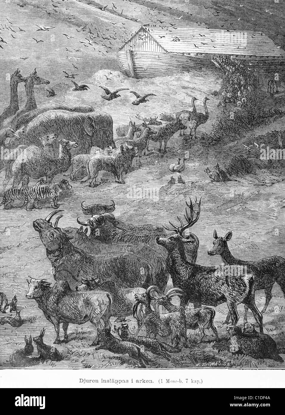 The animals are placed into the Ark Stock Photo Alamy