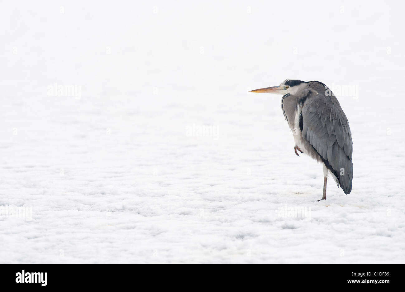 Grey heron (Ardea cinerea), Reddish Vale Country Park, Greater Manchester, UK Stock Photo