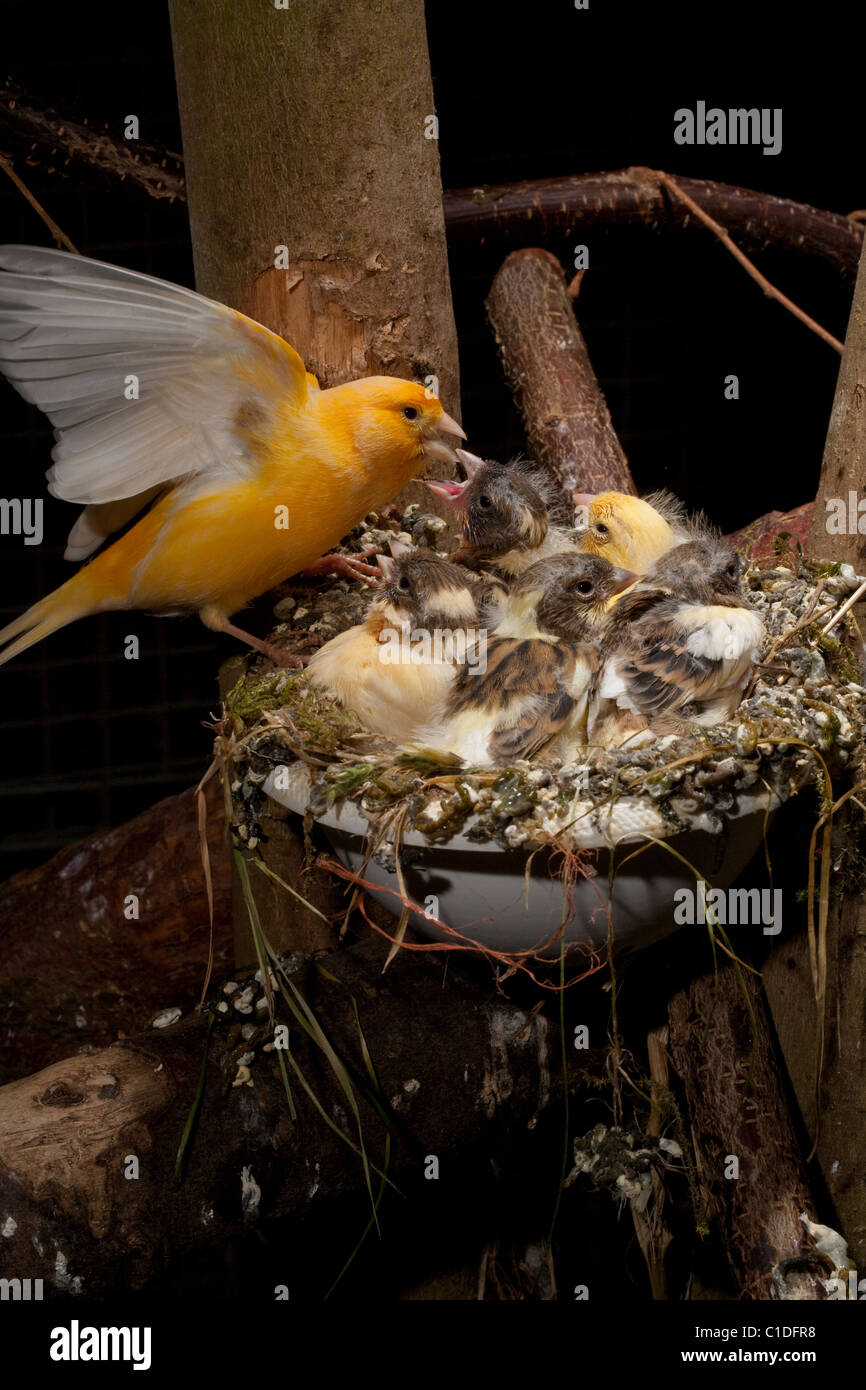 Canary (Serinus canaria). Parent feeding nearly fledged chicks (!5 days old) in an artificial nest pan in an aviary. Stock Photo