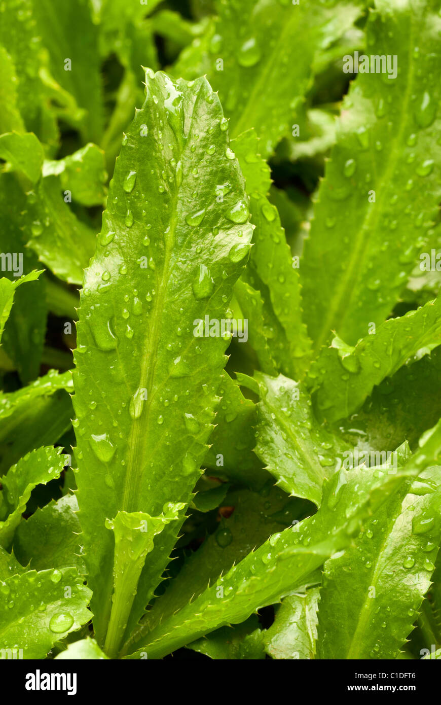 Sawtooth leaves hires stock photography and images Alamy