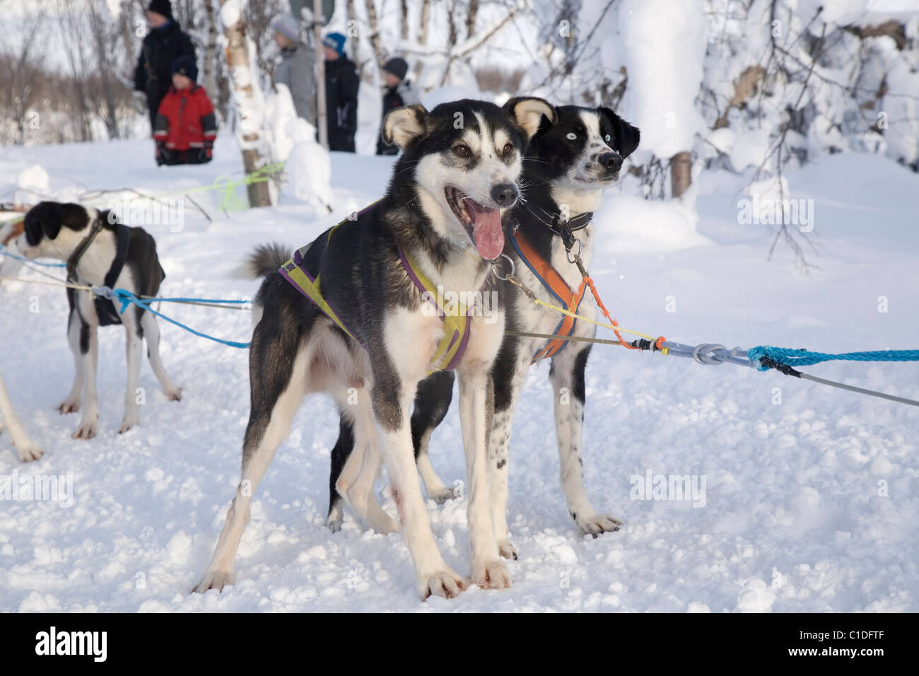 Sled dogs waiting Stock Photo - Alamy