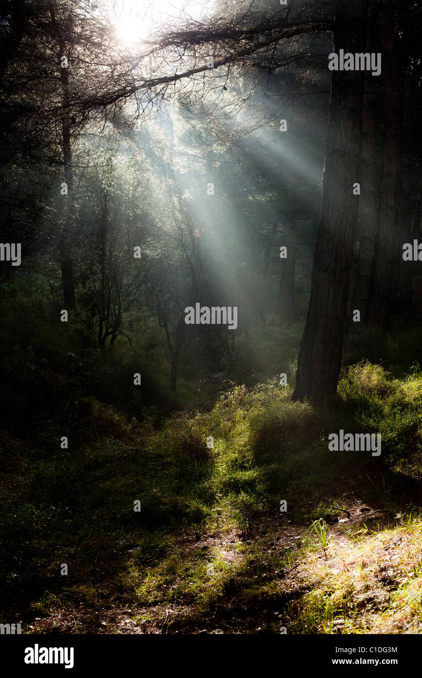 Light beam through the trees hi-res stock photography and images - Alamy