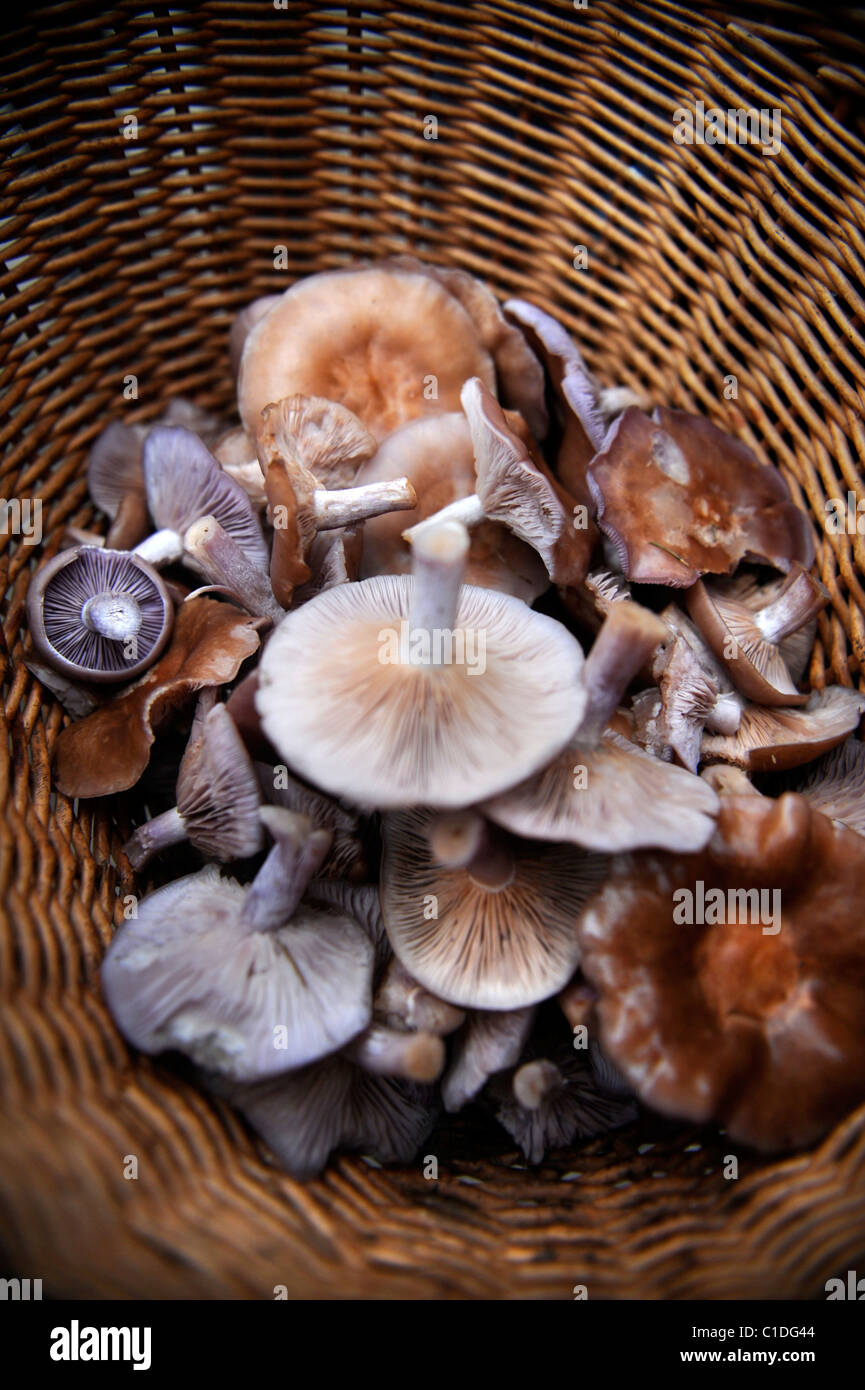 A basket of Wood Blewit mushrooms collected in Gwent woodland Wales, UK Stock Photo
