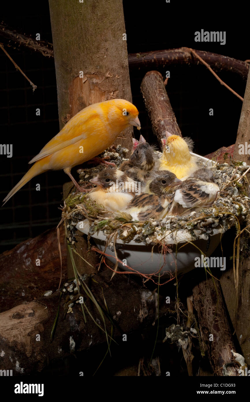 Canary (Serinus canaria). Parent feeding nearly fledged chicks (15 days old) in a supplied artificial nest pan in an aviary. Stock Photo
