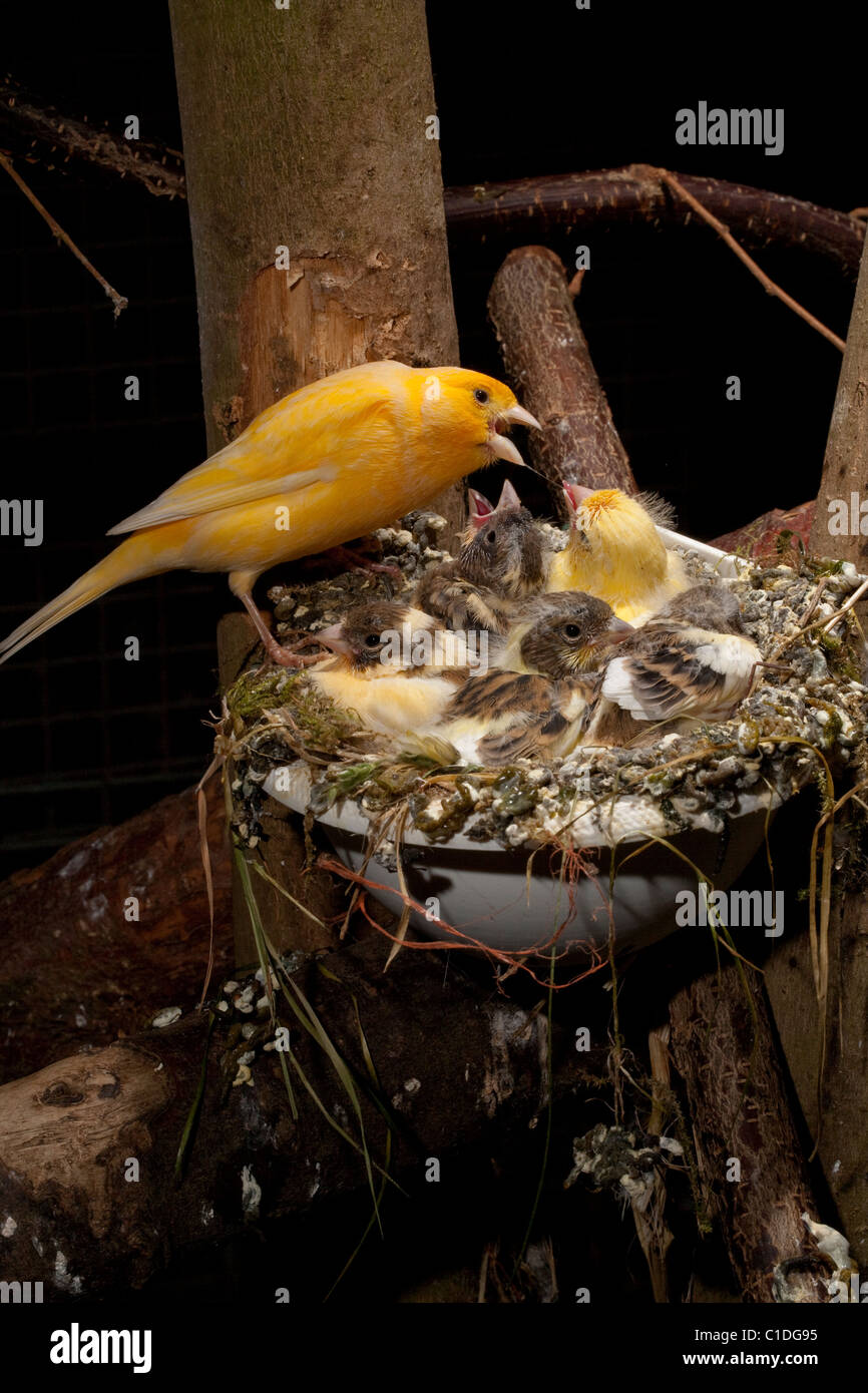 Canary (Serinus canaria). Parent feeding nearly fledged chicks (15 days old) in an artificial nest pan in an aviary. Stock Photo