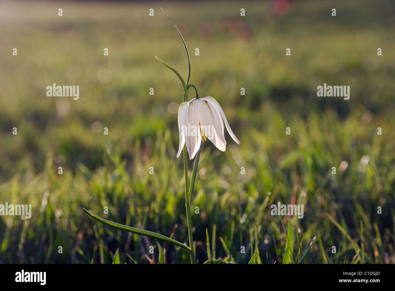 A single white snakeshead fritillary (fritillaria meleagris) highlighted against a wild flower meadow Stock Photo