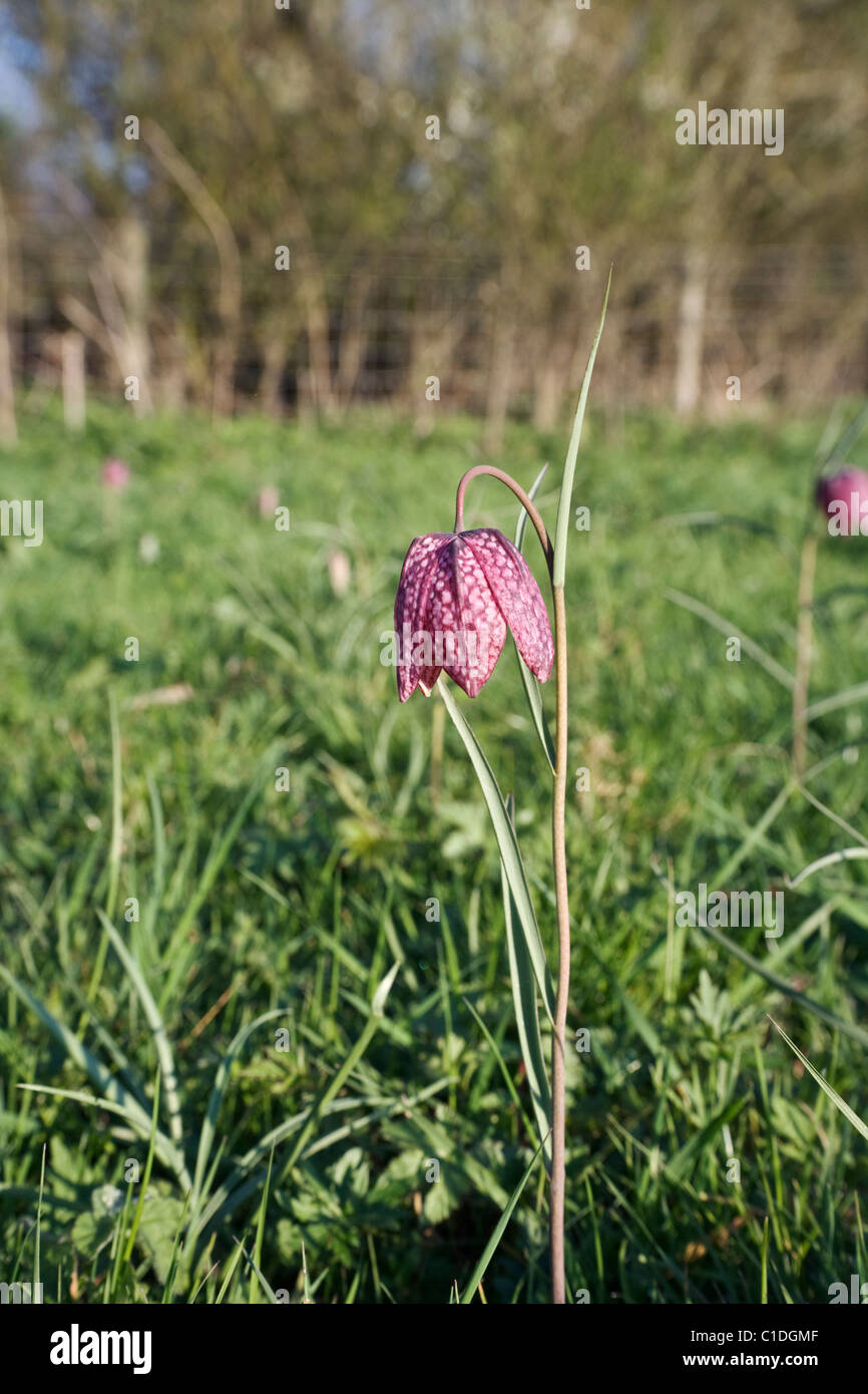 Snakeshead Fritillaries (fritillaria meleagris) in a wild flower meadow in Wiltshire in the evening sunshine. Stock Photo