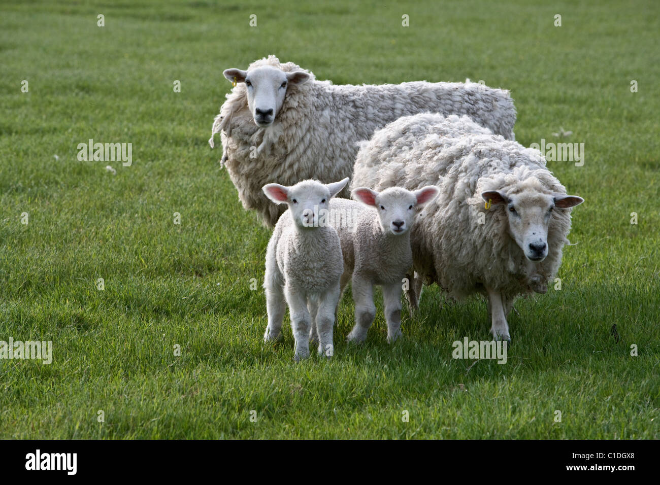 Two lambs hi-res stock photography and images - Alamy