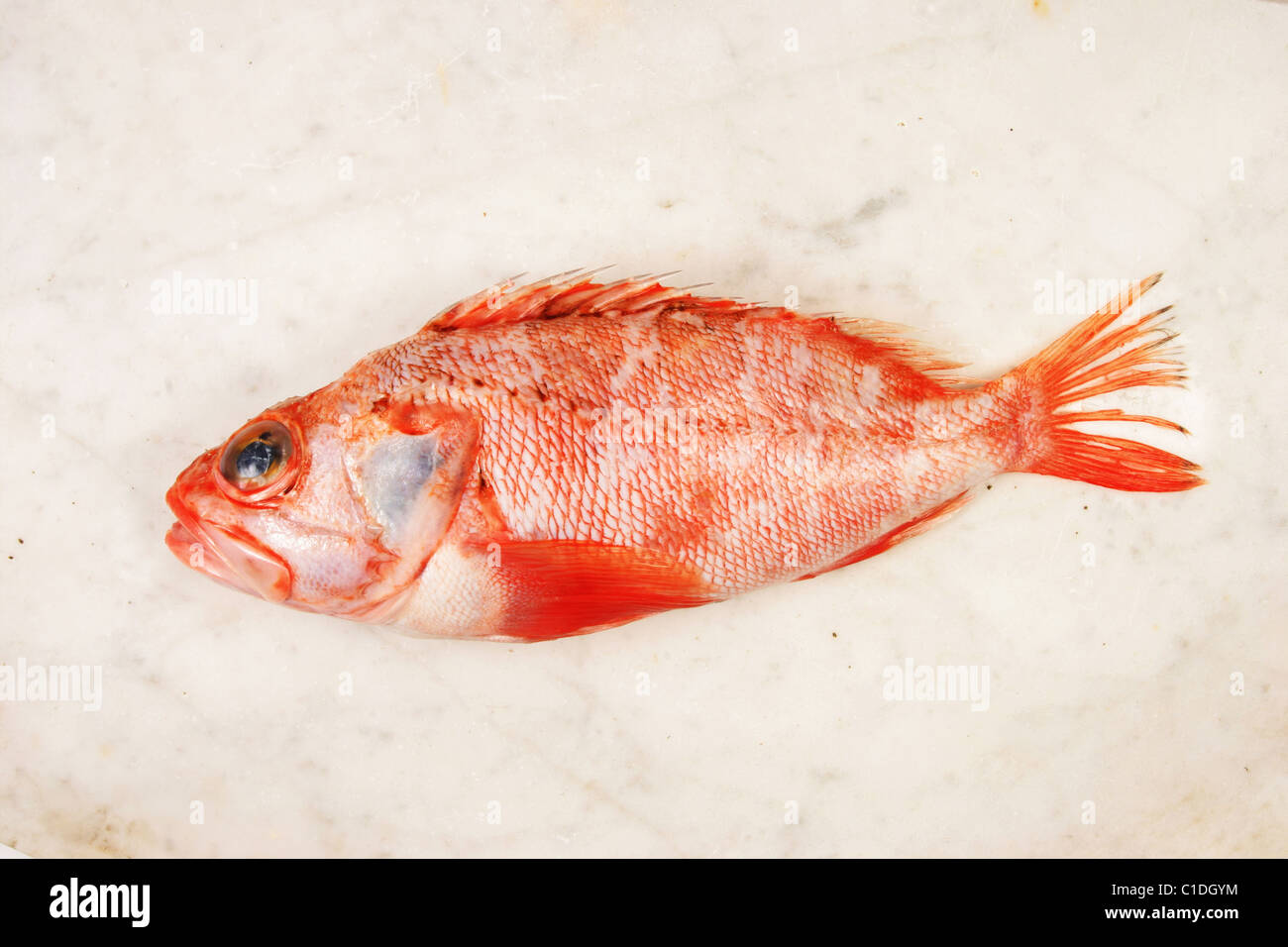 Red fish on marble slab Stock Photo