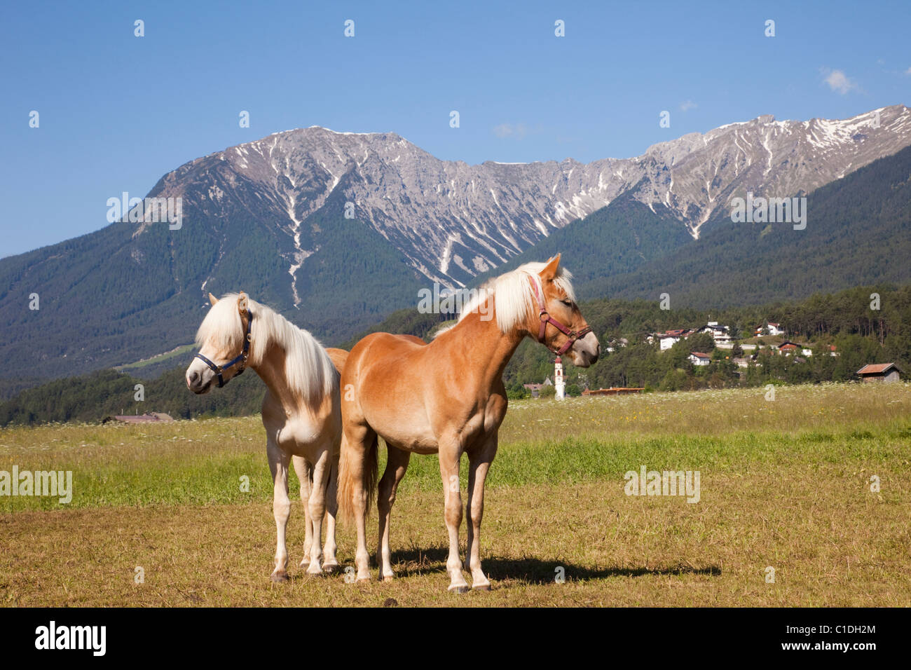 Tarrenz, Tyrol, Austria, Europe. Two Palomino horses in the alpine Gurgl valley in summer Stock Photo
