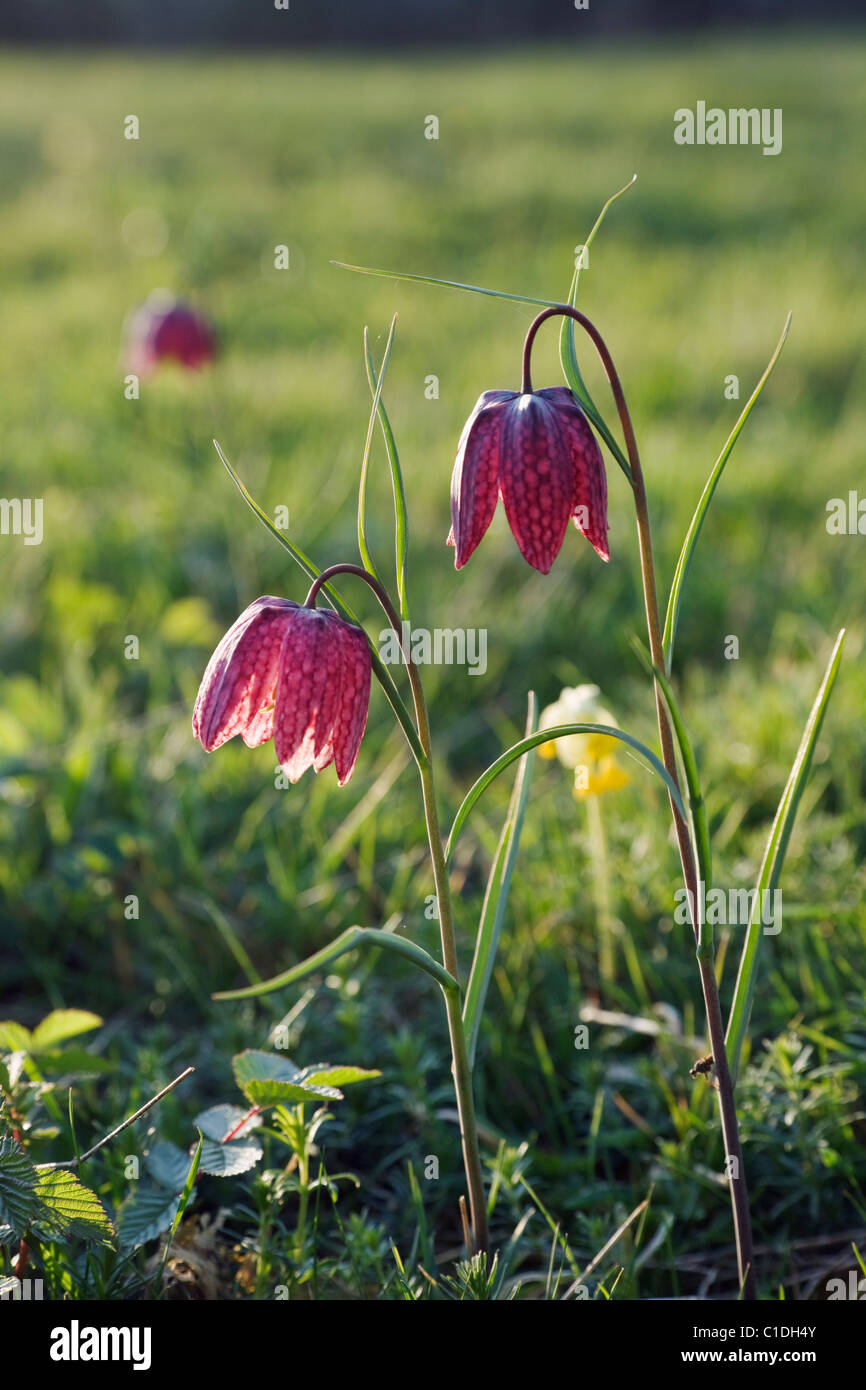 Snakeshead Fritillaries (fritillaria meleagris) in a wild flower meadow in Wiltshire in the evening sunshine. Stock Photo