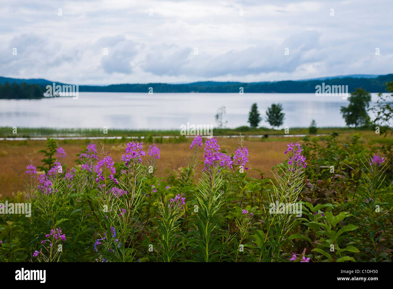 Rosebay willowherb, fireweed, growing in Varmland, Sweden. Stock Photo