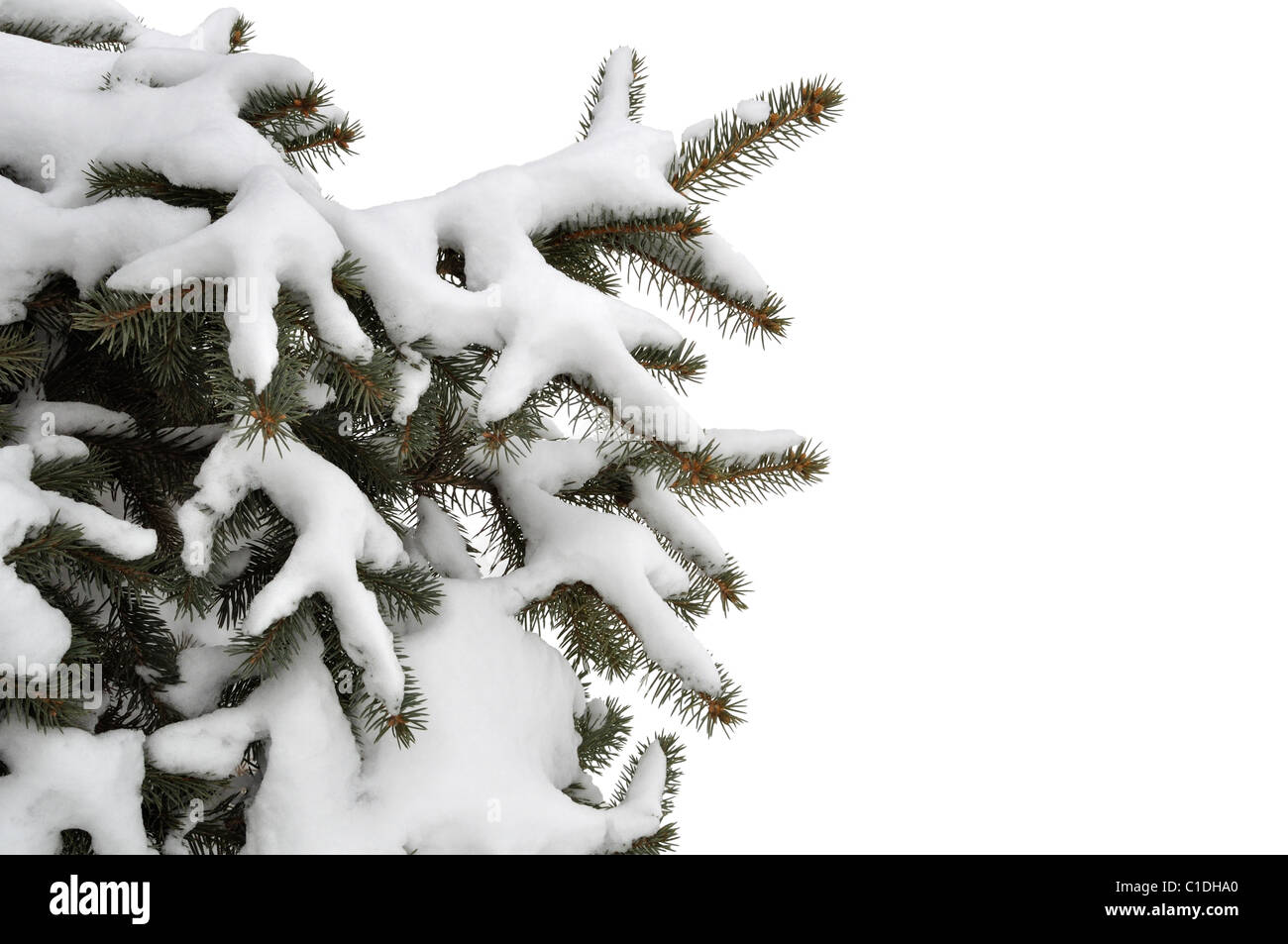 Pine tree covered with snow isolated on white background Stock Photo ...