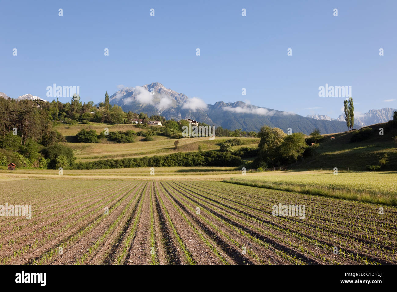Imst Tyrol Austria Europe. Rows of newly planted crop in ploughed Alpine field in summer in early morning Stock Photo