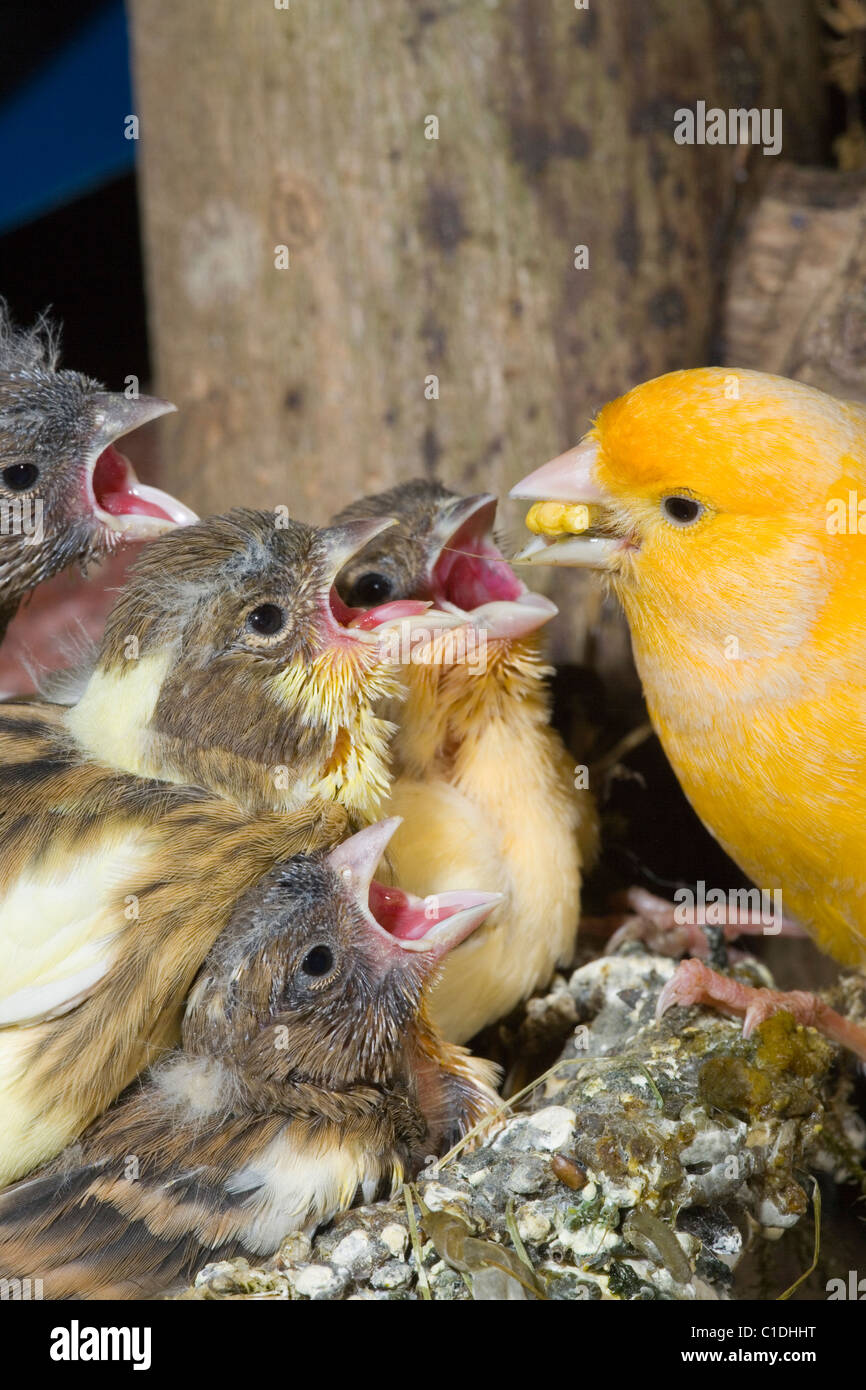 View of Canary (Serinus canaria), feeding 15 day old chicks, still in nest ...