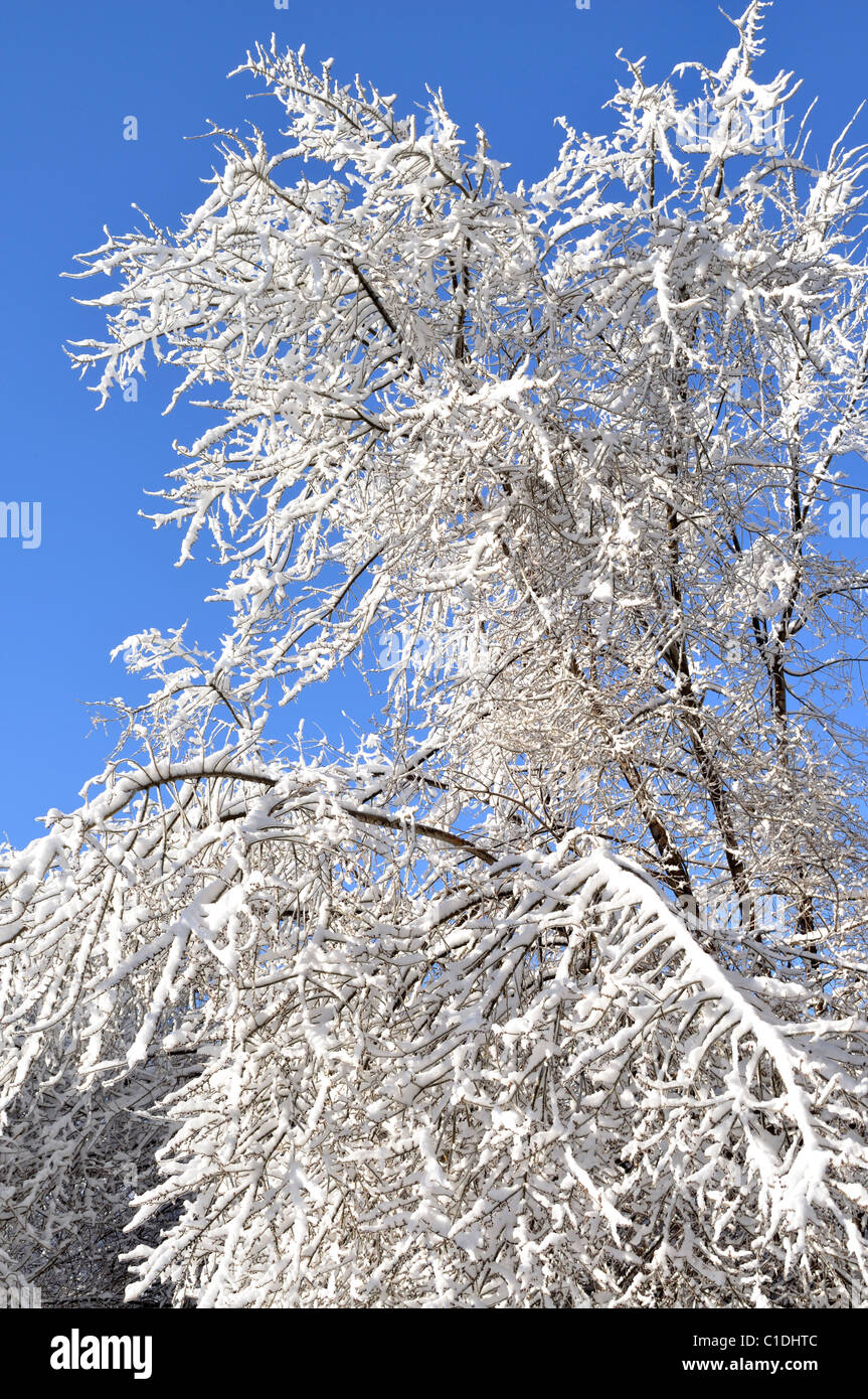 Trees covered with snow on sky background Stock Photo - Alamy