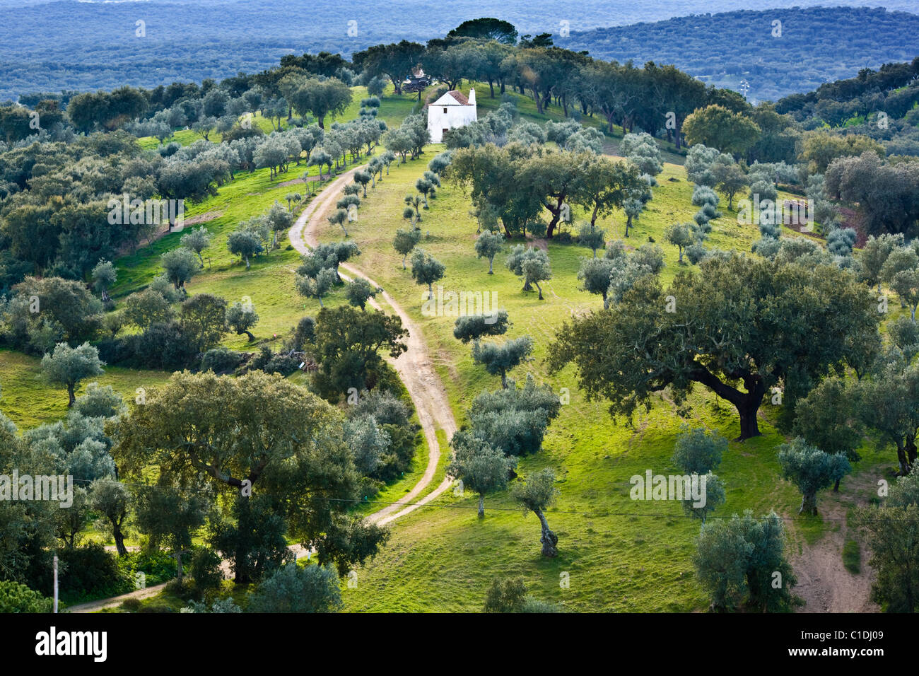 Cork and olive trees dot the Alentejo landscape near Evoramonte in Portugal Stock Photo