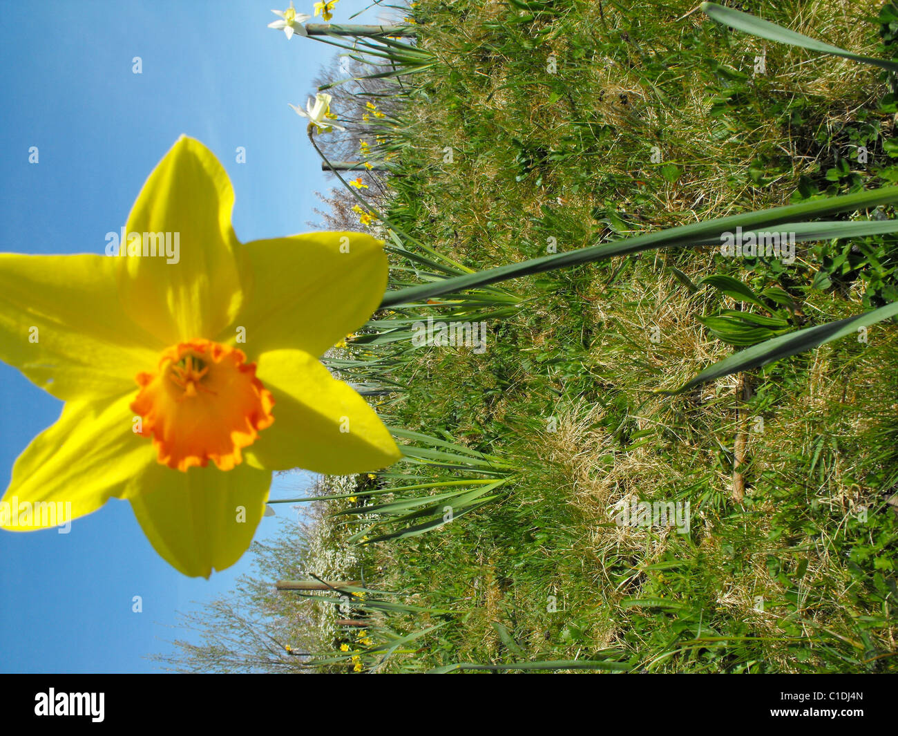 daffodil summer flower yellow sky grass Stock Photo Alamy
