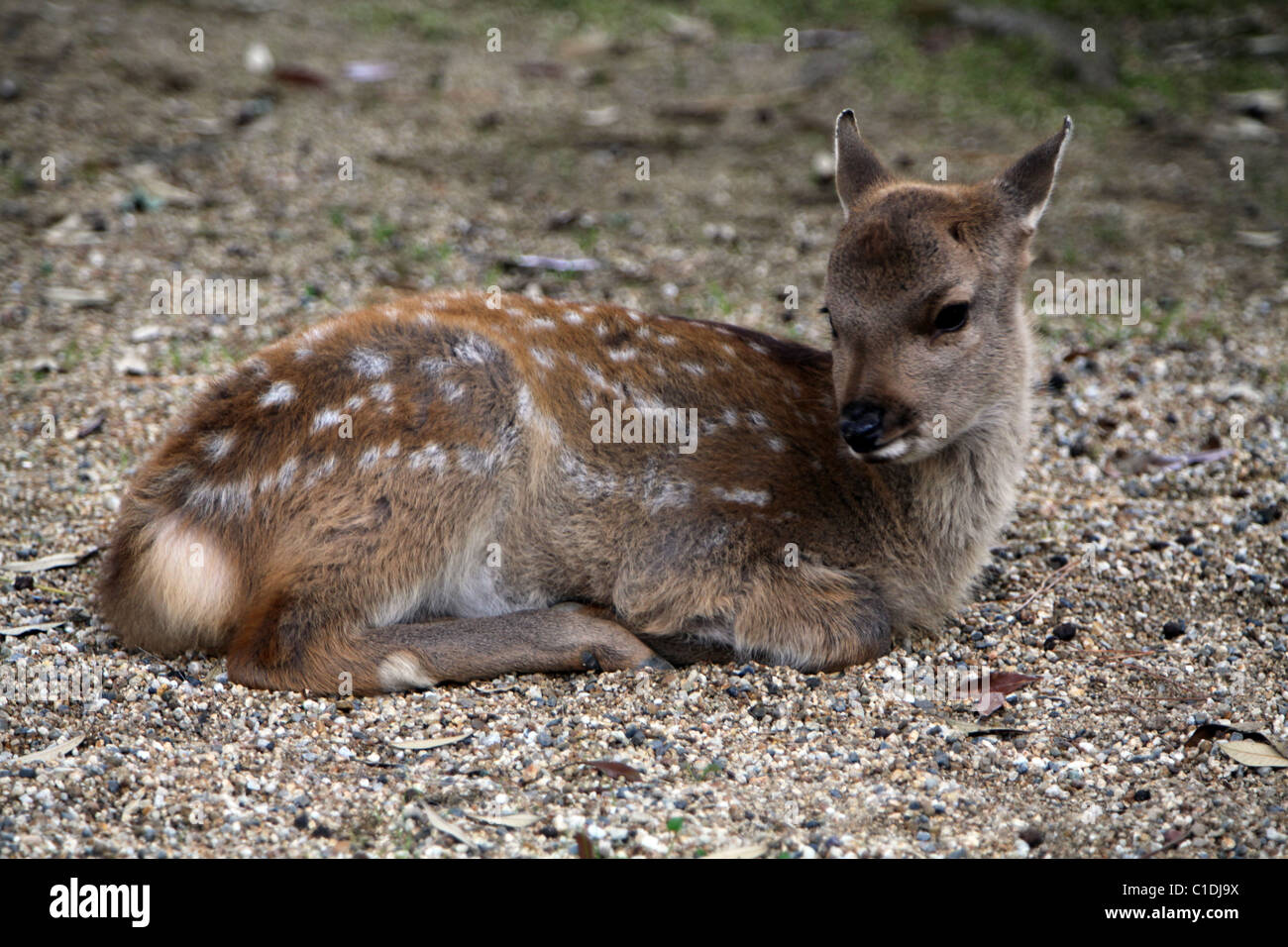 Deer fawn in Nara Koen park, Nara, Honshu, Japan. Stock Photo