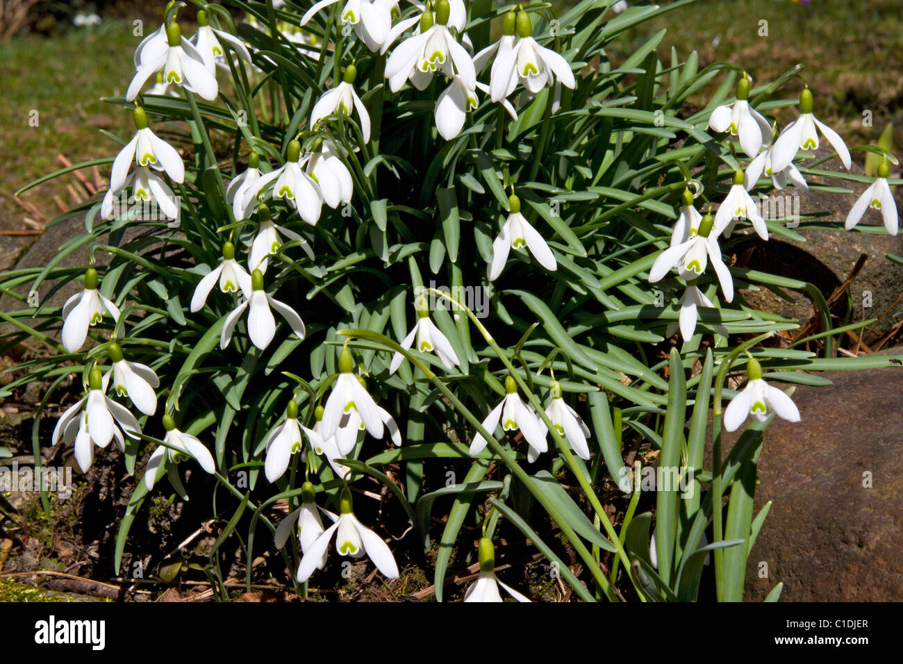 Snowdrops blooming in spring, Galanthus nivalis Stock Photo